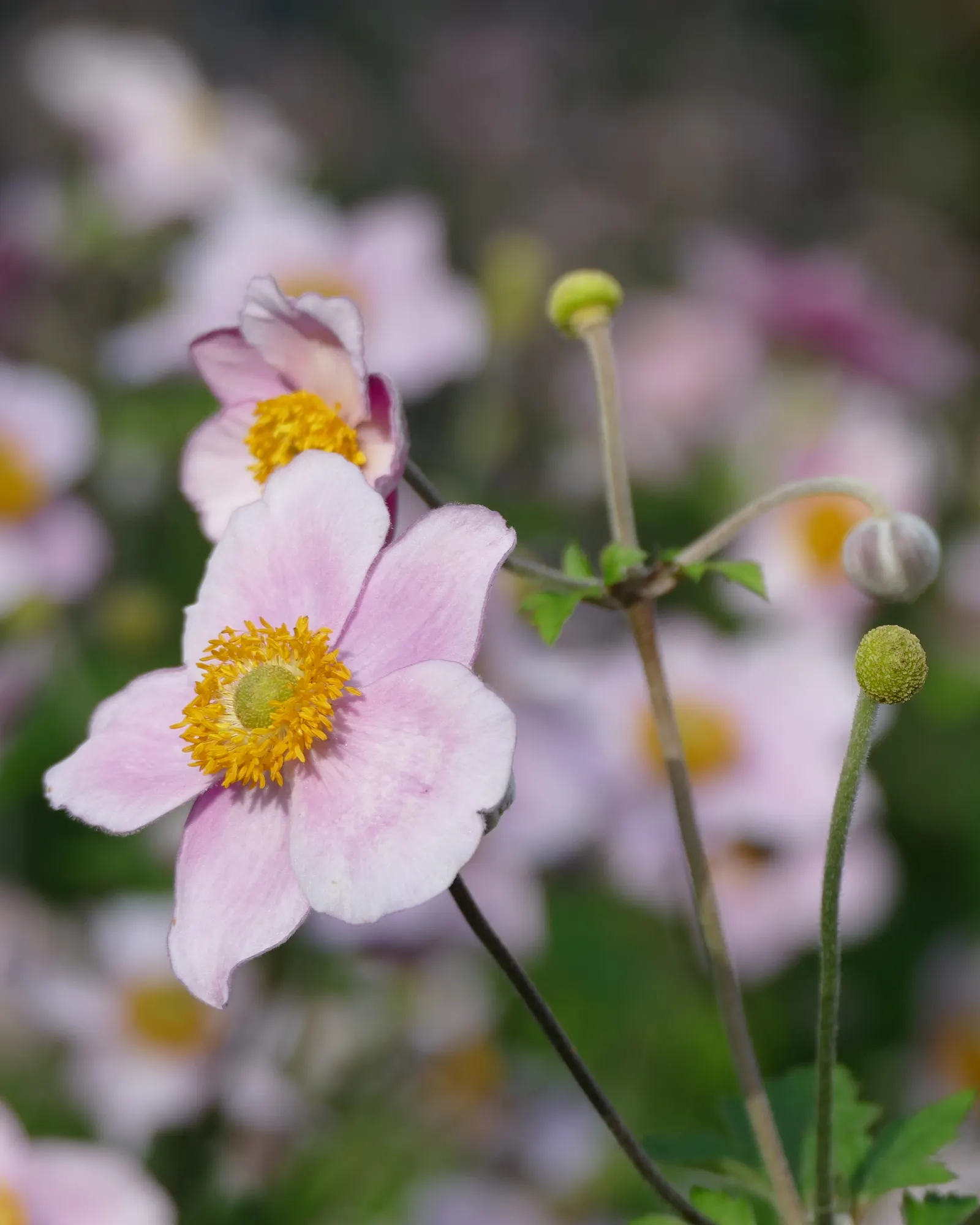Japanese Anemone (Anemone Japonica) — saucer-shaped flowers that dance atop slender stems; while achieving a spread of 1.5 to 2.5 feet at maturity, image 177