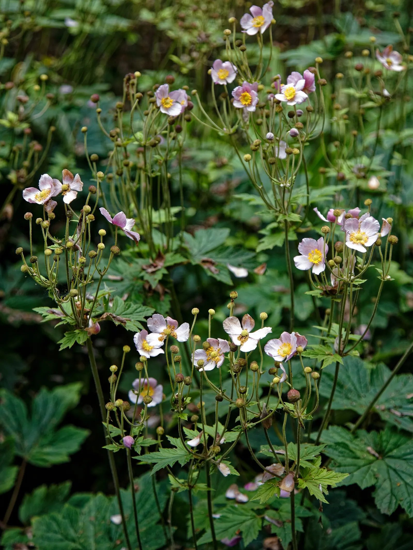 Japanese Anemone (Anemone Japonica) — reaching heights of 24 to 36 inches; <br><br>When designing with this plant, image 103