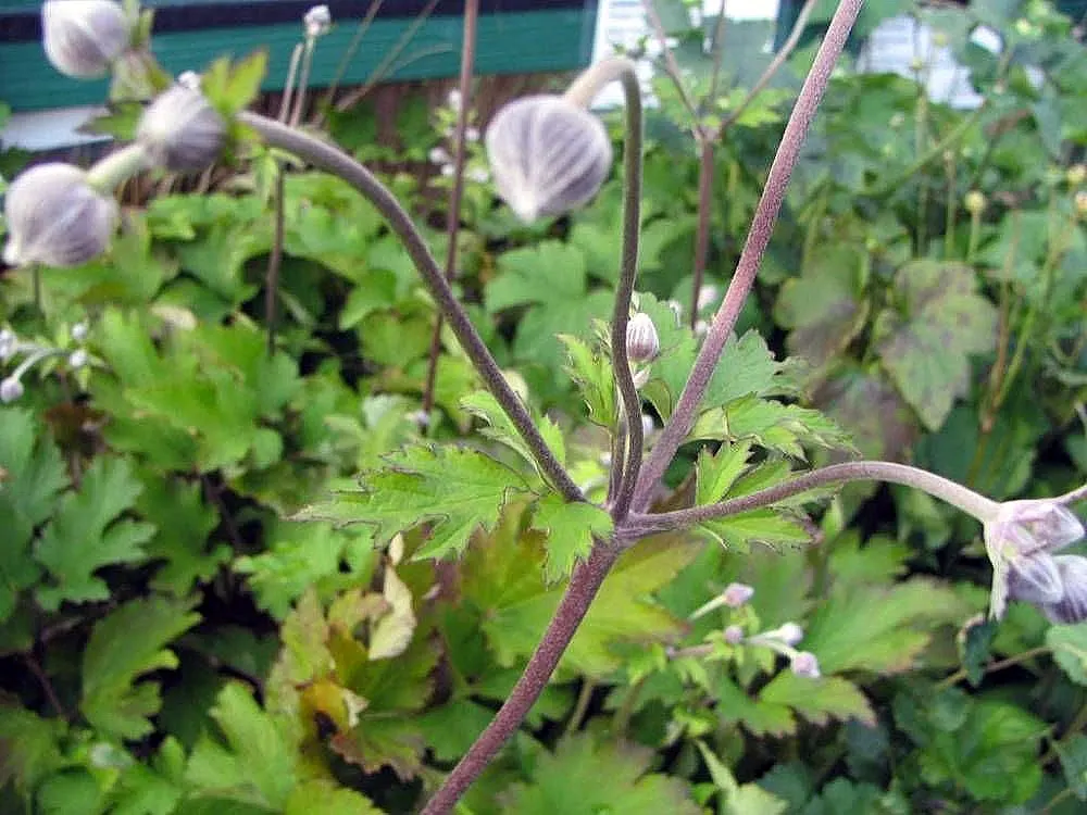 Japanese Anemone (Anemone Japonica) — with approximately 1 inch per week to sustain its vital appearance; flowering from late summer into fall, image 185
