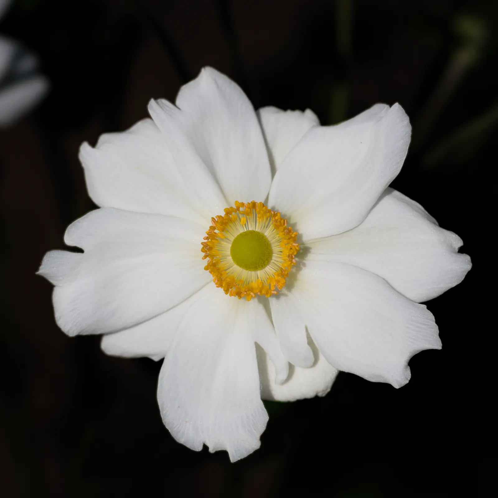 Japanese Anemone (Anemone Japonica) — <br><br>When designing with this plant; complemented by dark green, image 91