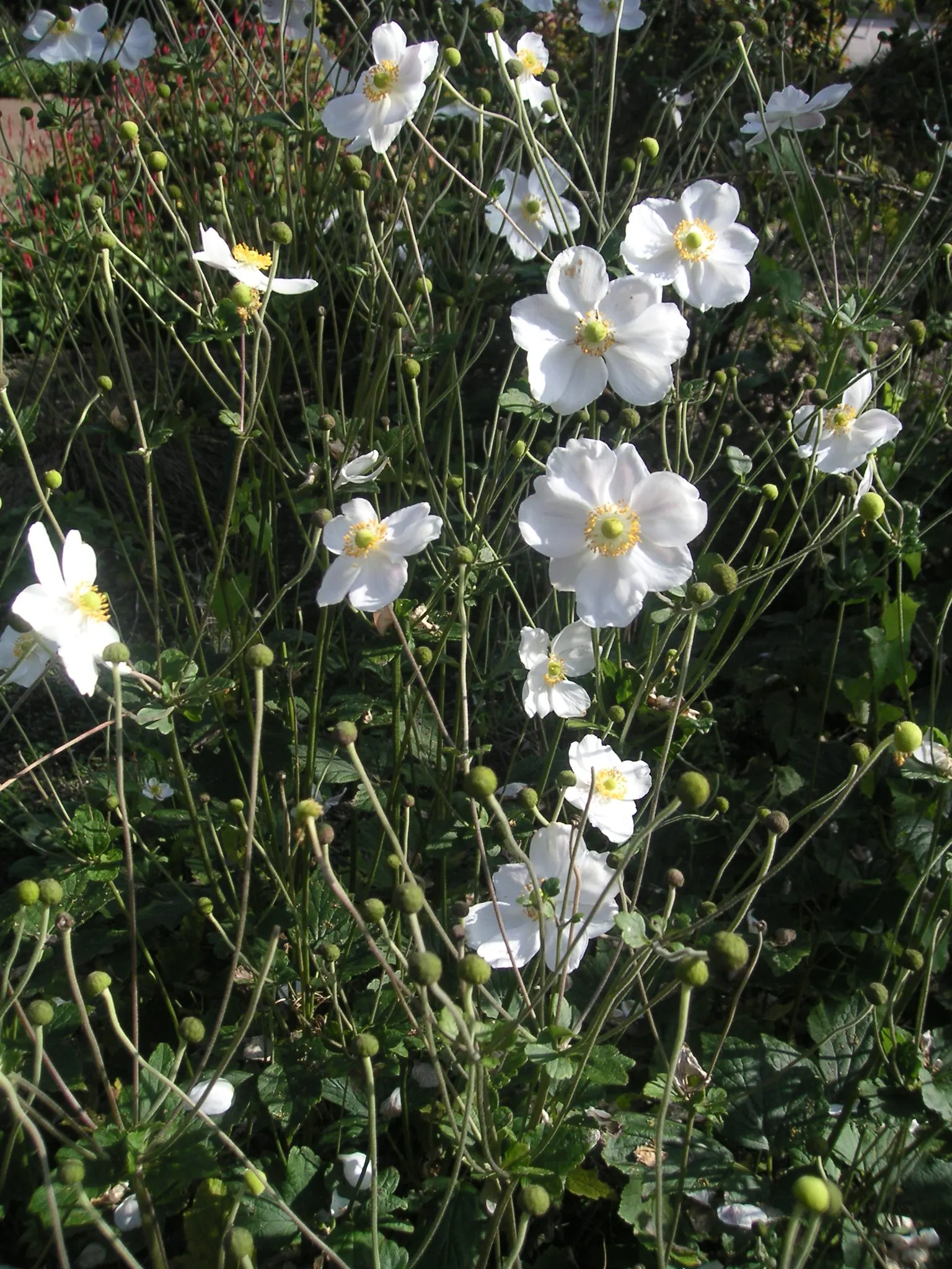 Japanese Anemone (Anemone Japonica) — complemented by dark green
