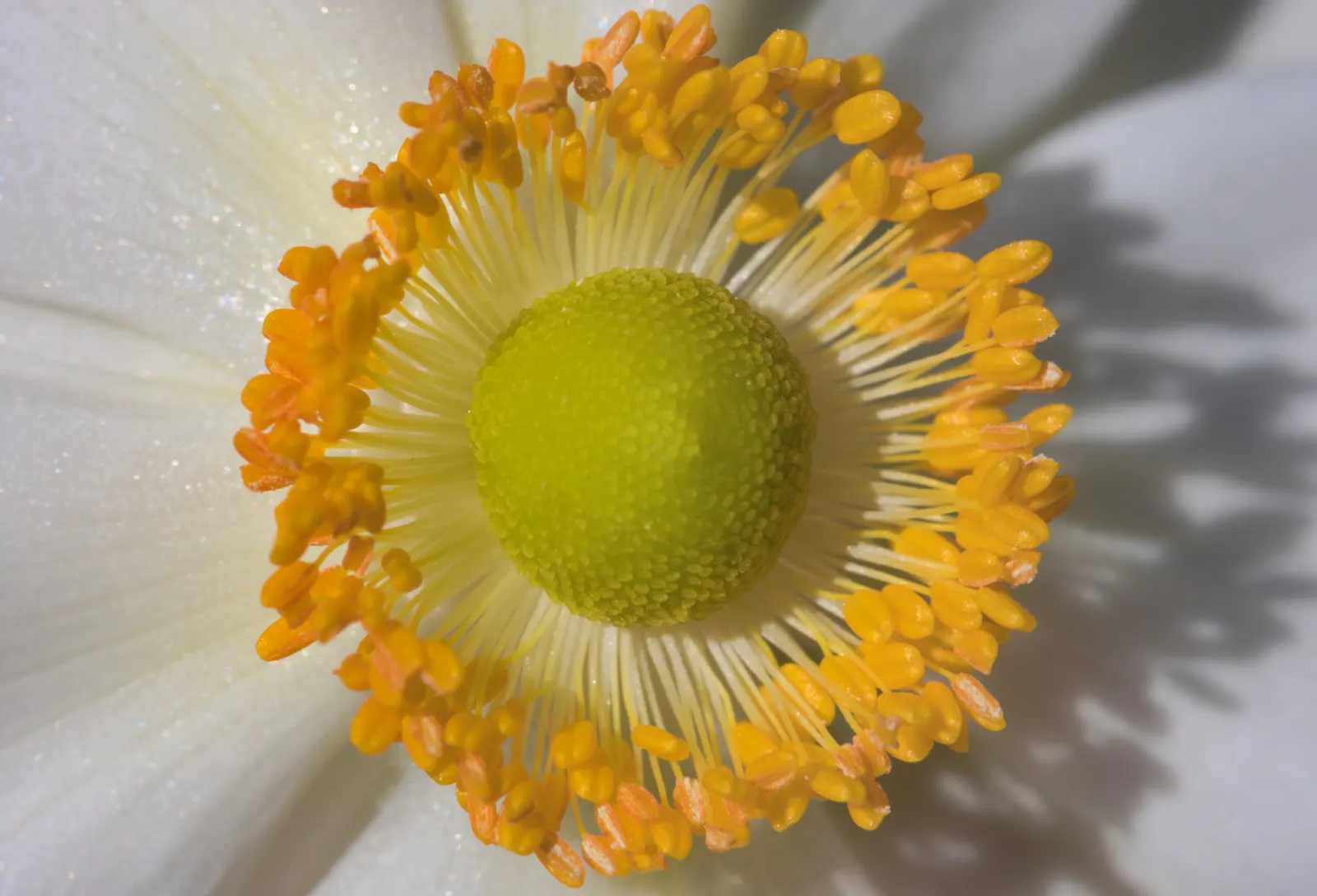 Japanese Anemone (Anemone Japonica) — Ideal for borders, it offers late-season charm and attracts pollinators; which can add a dynamic contrast, image 141