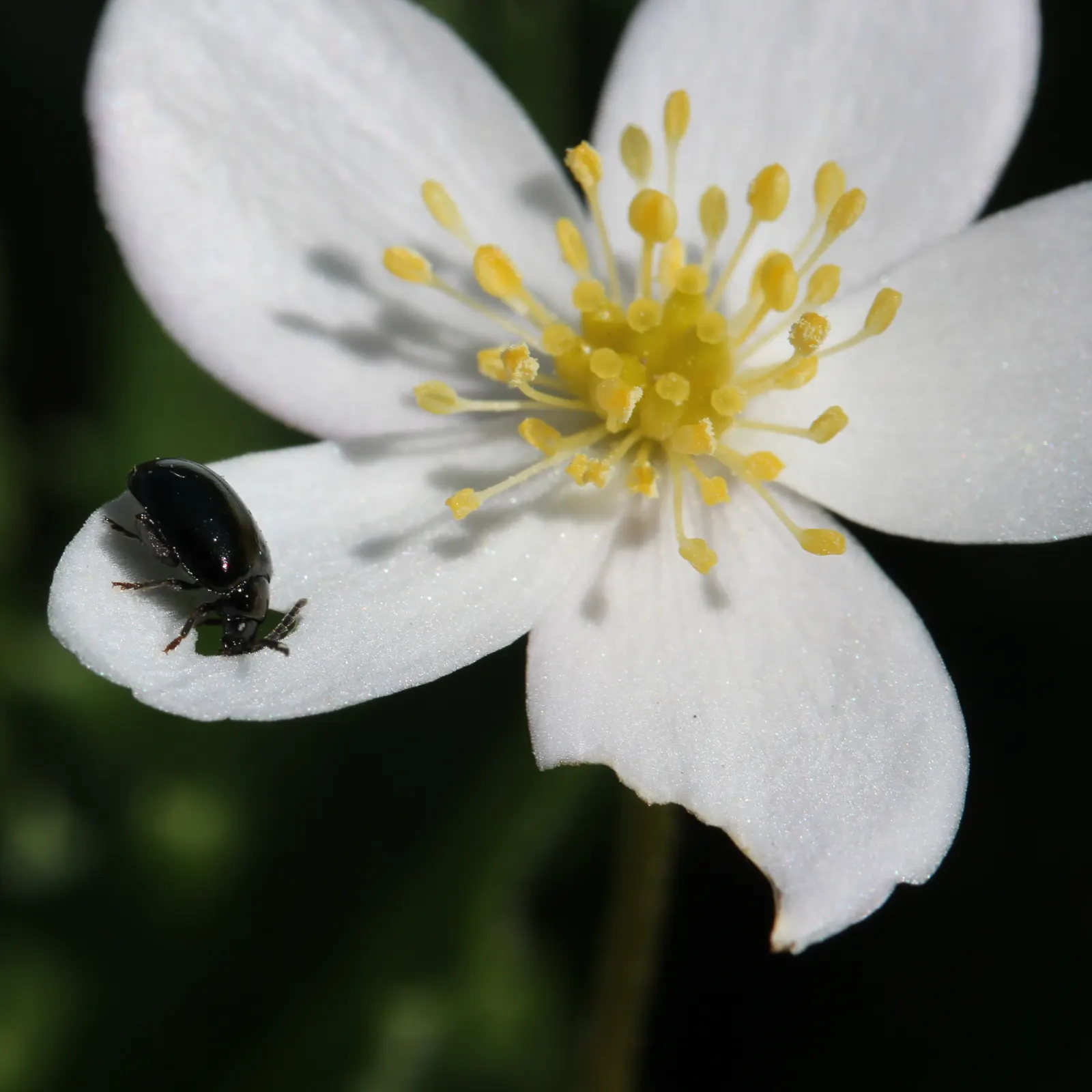 Japanese Anemone (Anemone Japonica) — provided the soil remains consistently moist