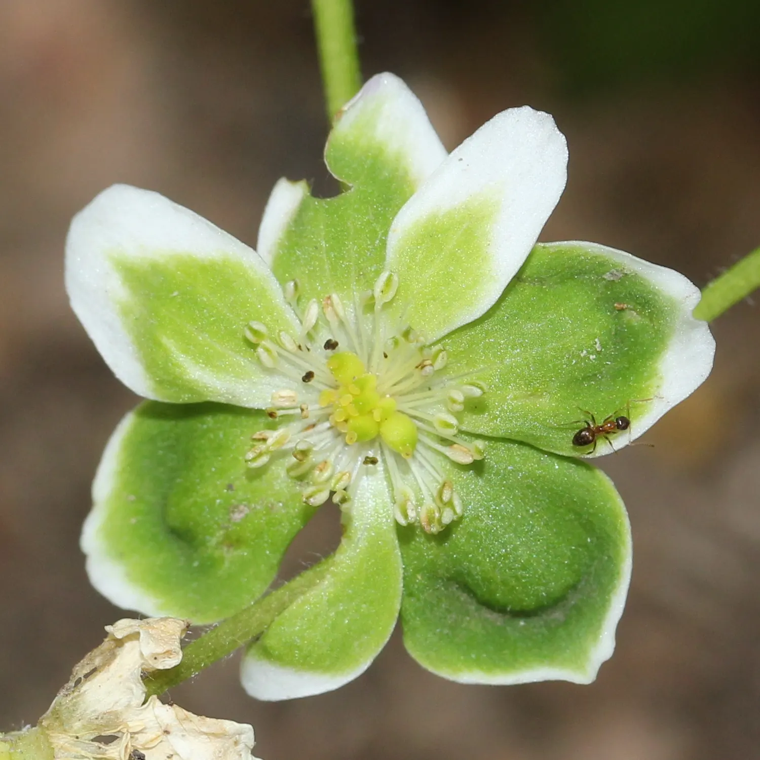 Japanese Anemone (Anemone Japonica) — the Japanese Anemone flourishes in partial shade; however; the Japanese Anemone, or Anemone hupehensis var, image 181