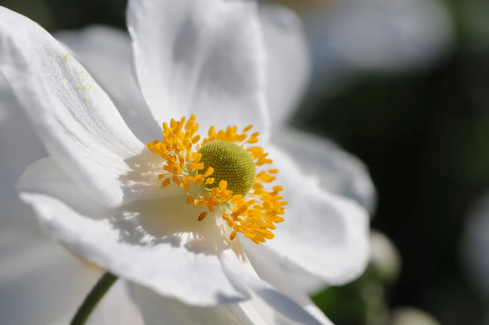 Japanese Anemone (Anemone Japonica) — the Japanese Anemone is a steadfast choice for a serene and inviting garden aesthetic