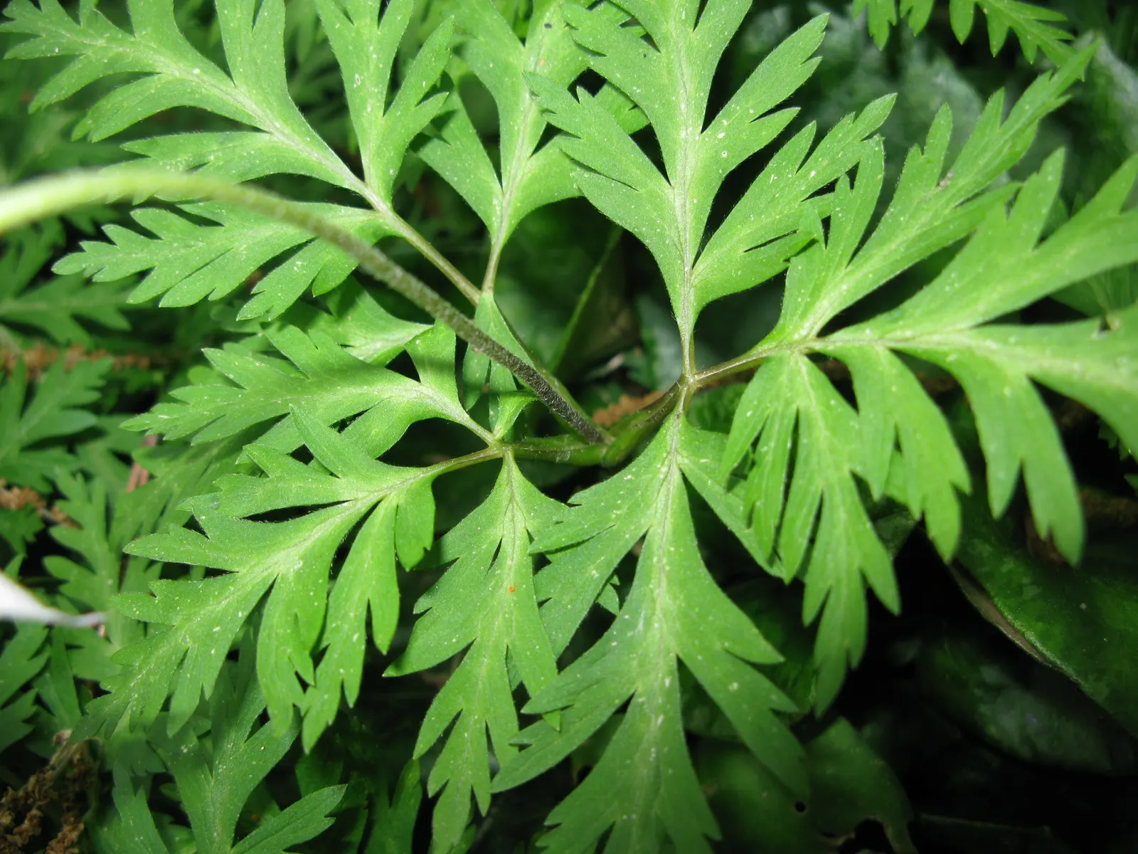 Japanese Anemone (Anemone Japonica) — <br><br>When designing with this plant; complemented by dark green