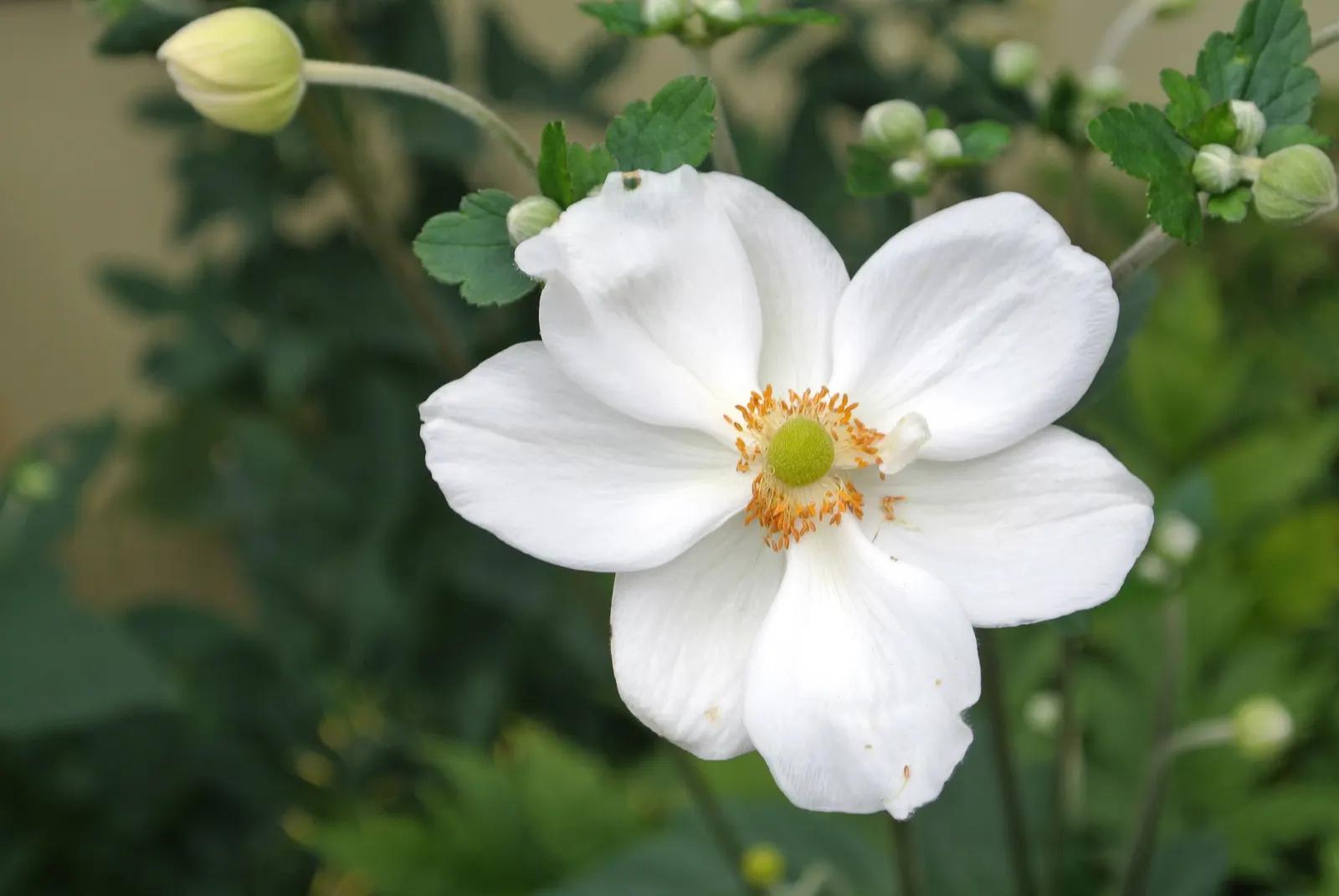 Japanese Anemone (Anemone Japonica) — <br><br>When designing with this plant