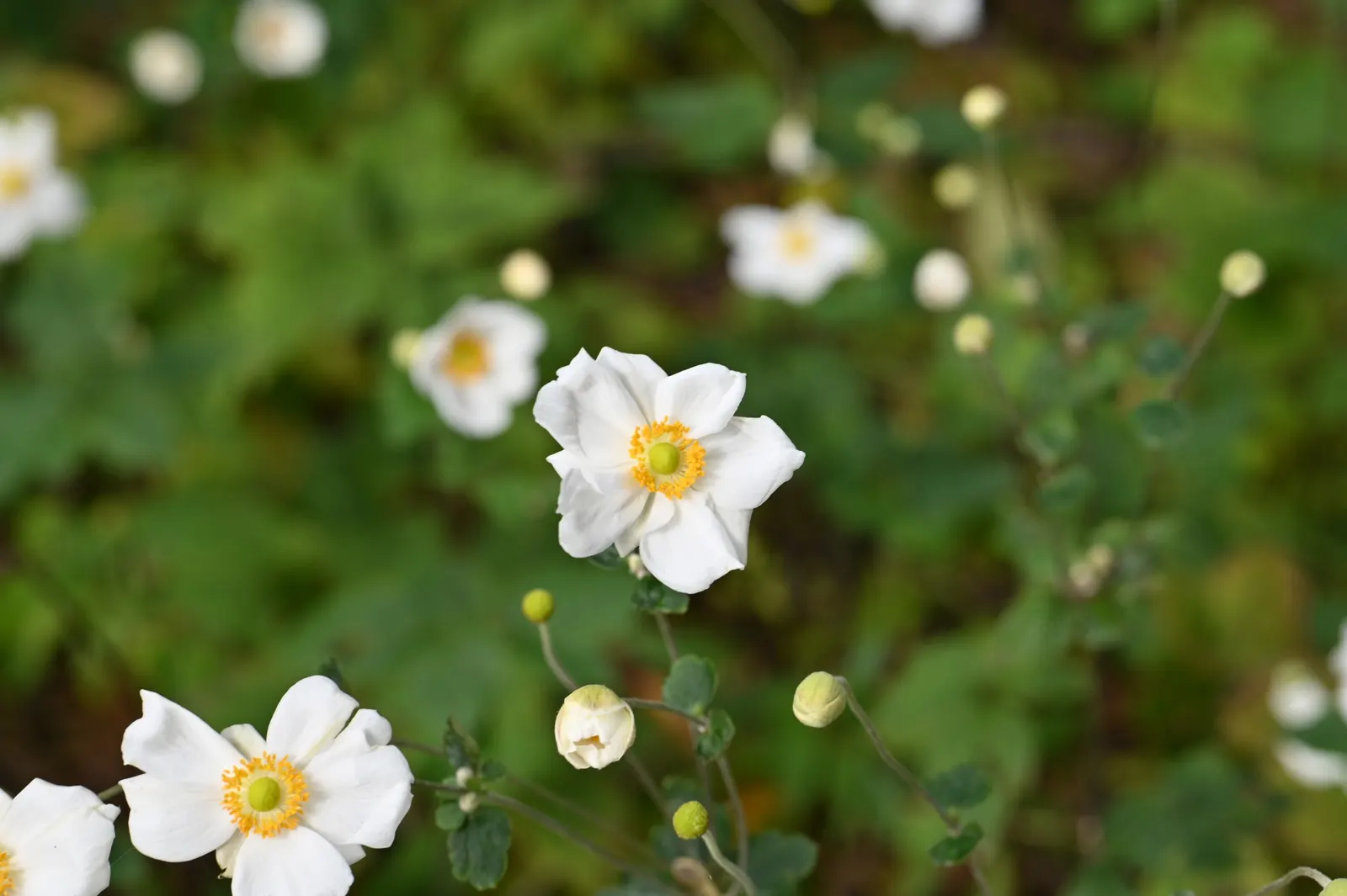 Japanese Anemone (Anemone Japonica) — <br><br>When designing with this plant; complemented by dark green, image 157