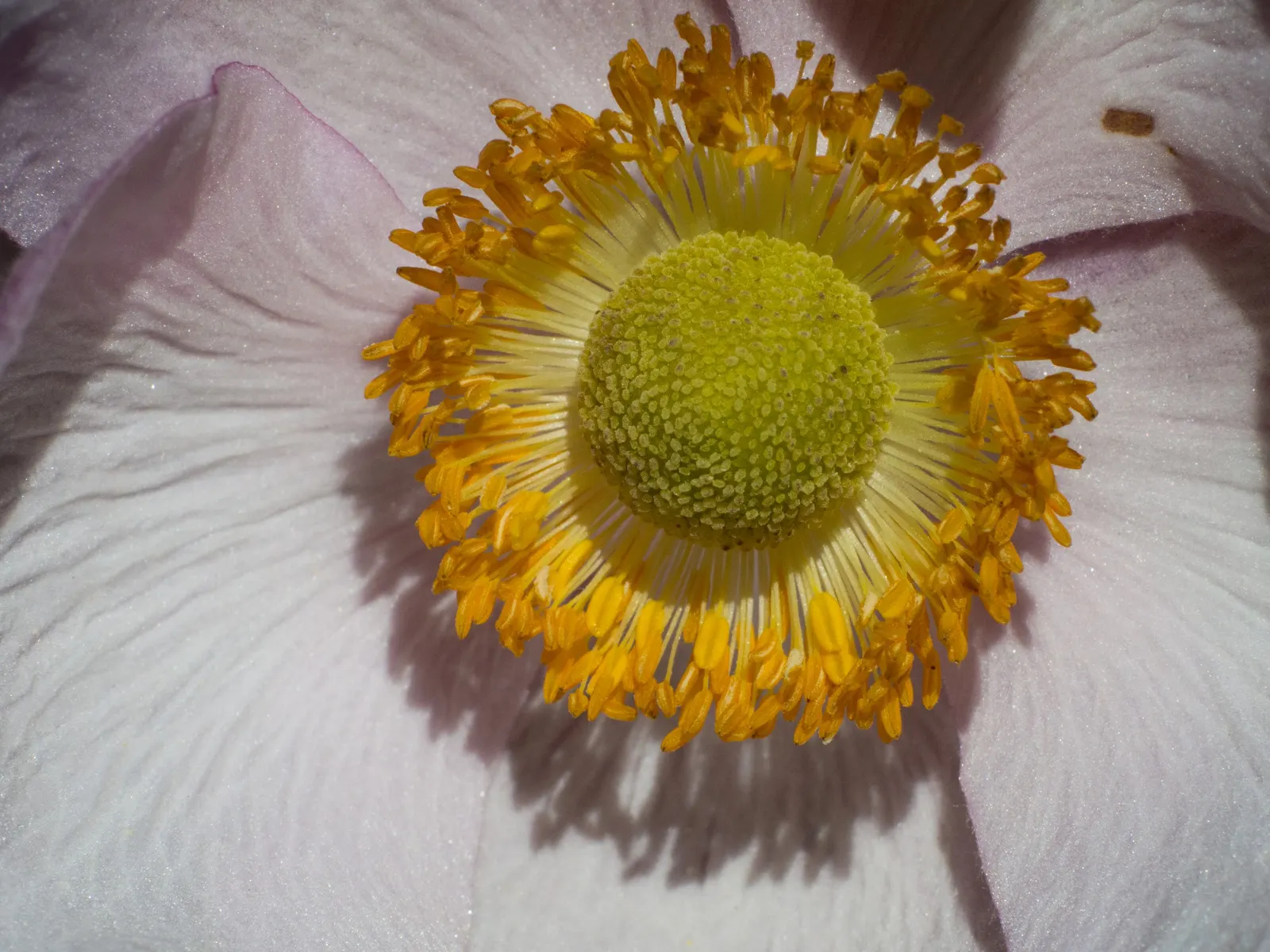 Japanese Anemone (Anemone Japonica) — saucer-shaped flowers that dance atop slender stems; while achieving a spread of 1.5 to 2.5 feet at maturity, image 78