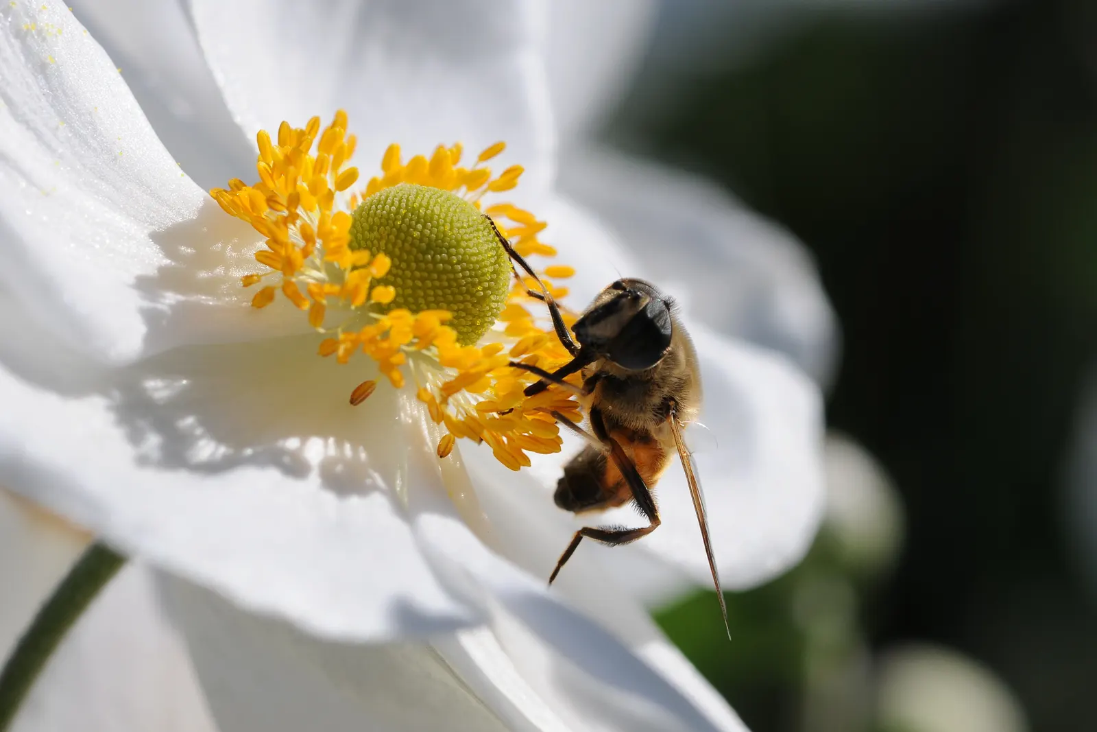 Japanese Anemone (Anemone Japonica) — the Japanese Anemone flourishes in partial shade; however; the Japanese Anemone, or Anemone hupehensis var, image 82