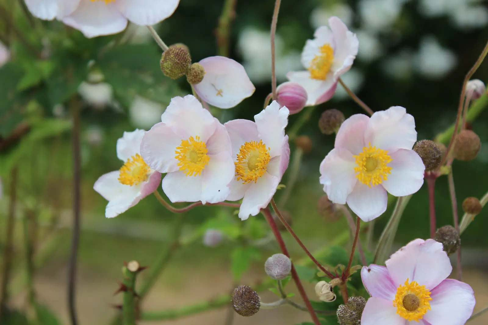 Japanese Anemone (Anemone Japonica) — aside from deadheading to encourage additional blooms; japonica) graces gardens with its elegant