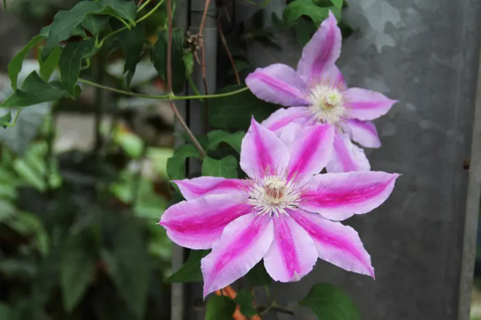 Japanese Anemone (Anemone Japonica) — presents a captivating display of simple yet elegant beauty in the landscape; this perennial prefers partial shade and