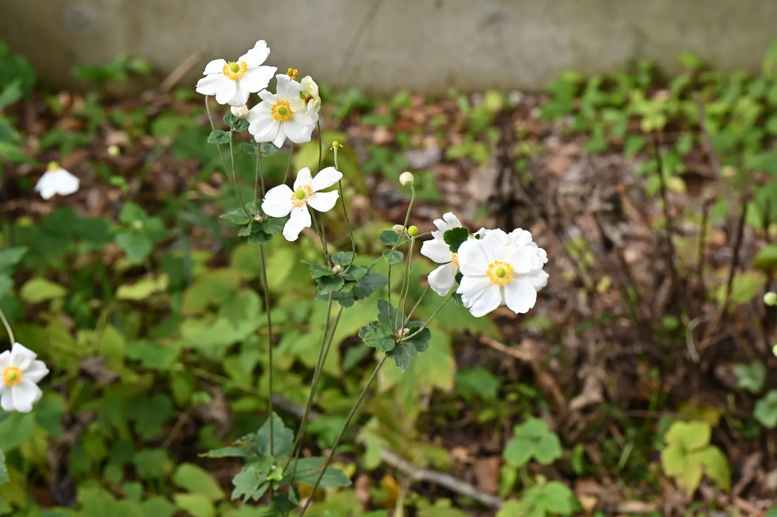 Japanese Anemone (Anemone Japonica) — the Japanese Anemone flourishes in partial shade; however; the Japanese Anemone, or Anemone hupehensis var, image 148