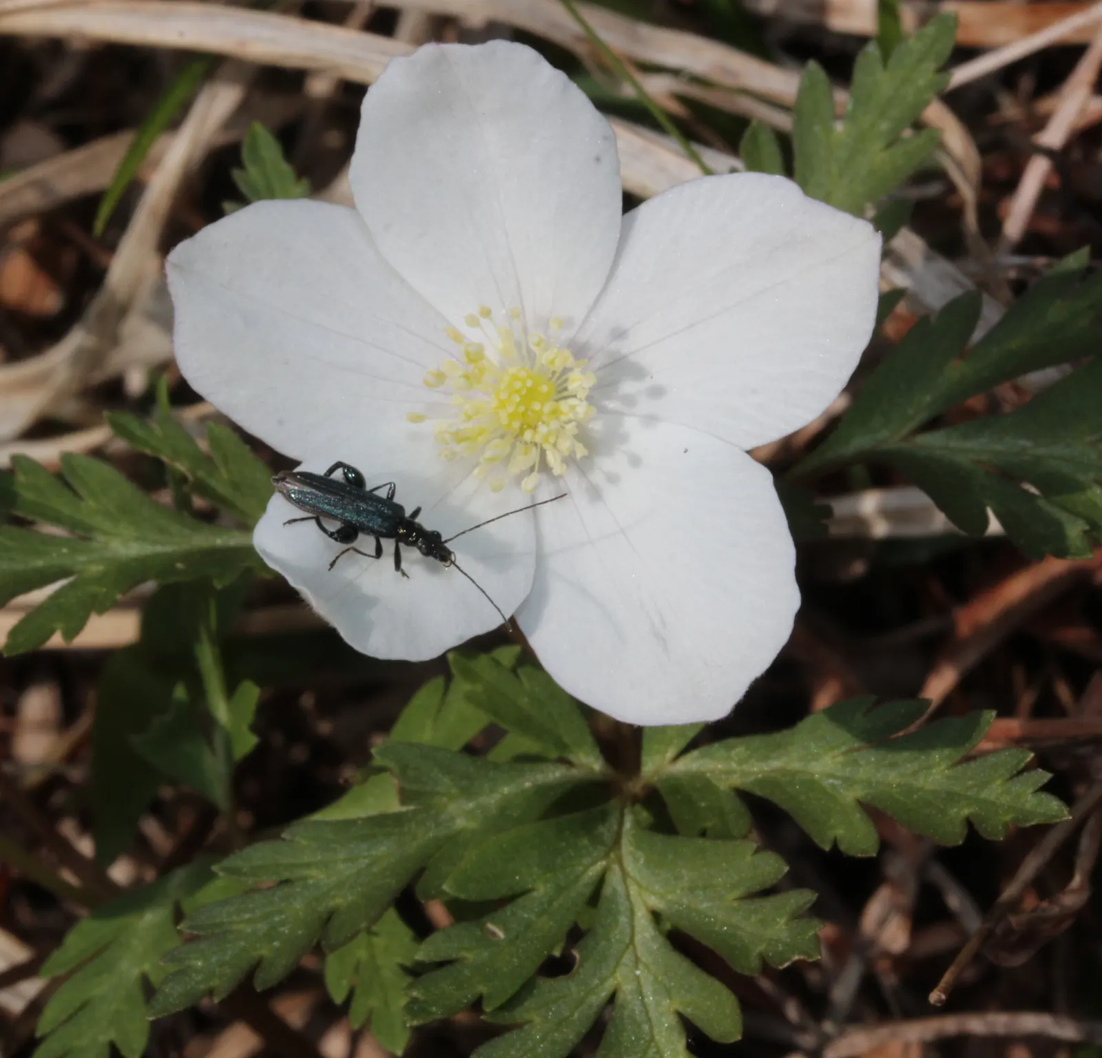 Japanese Anemone (Anemone Japonica) — Flowering from late summer into fall; perennial with blue and multi-colored and pink and white blooms, image 137