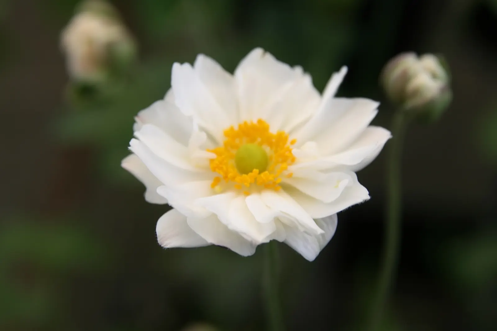 Japanese Anemone (Anemone Japonica) — Ideal for borders, it offers late-season charm and attracts pollinators; which can add a dynamic contrast, image 75