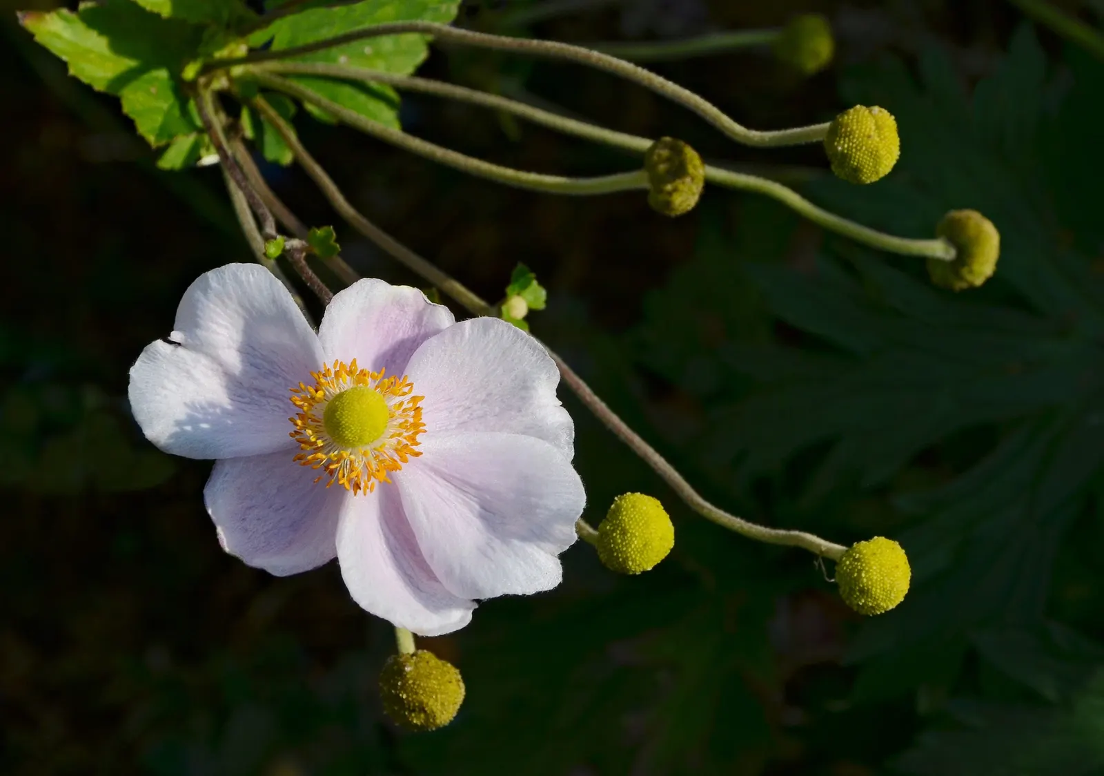 Japanese Anemone (Anemone Japonica) — while achieving a spread of 1.5 to 2.5 feet at maturity; saucer-shaped blooms atop wiry stems, image 81