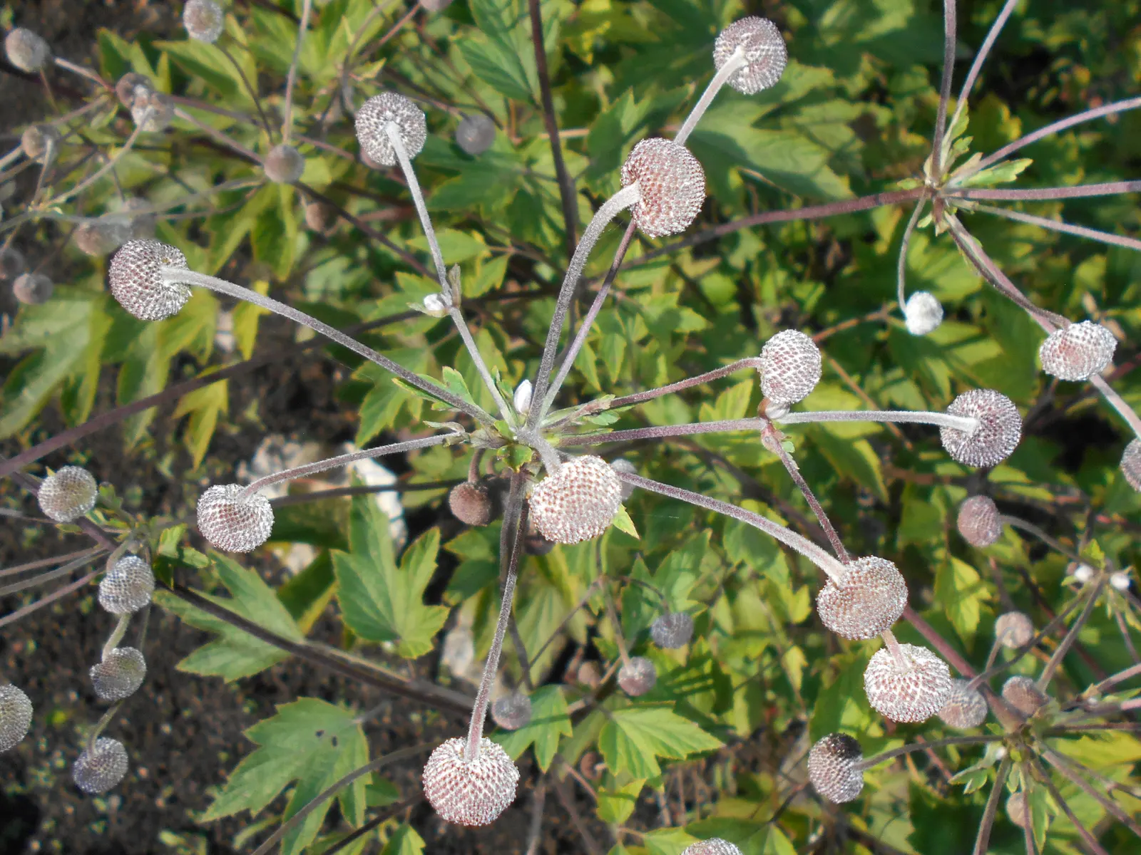 Japanese Anemone (Anemone Japonica) — Flowering from late summer into fall; perennial with blue and multi-colored and pink and white blooms, image 104