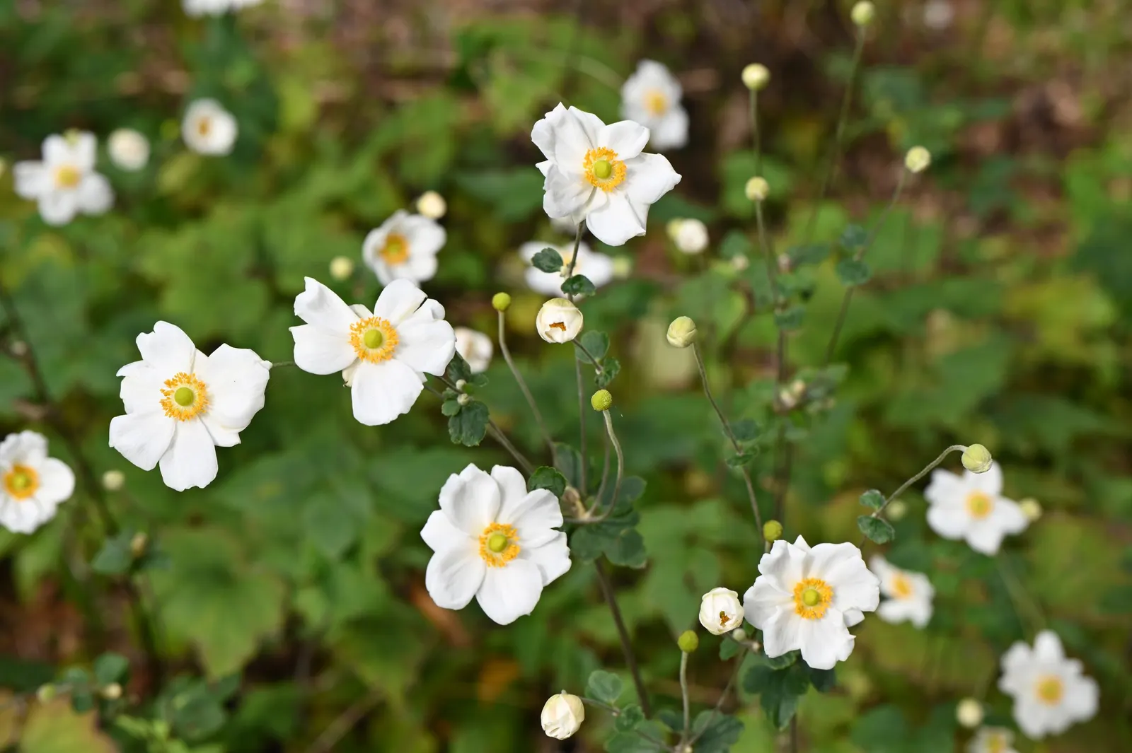 Japanese Anemone (Anemone Japonica) — making it a practical selection for areas where deer browsing can be an issue; perennial for full or half, image 189