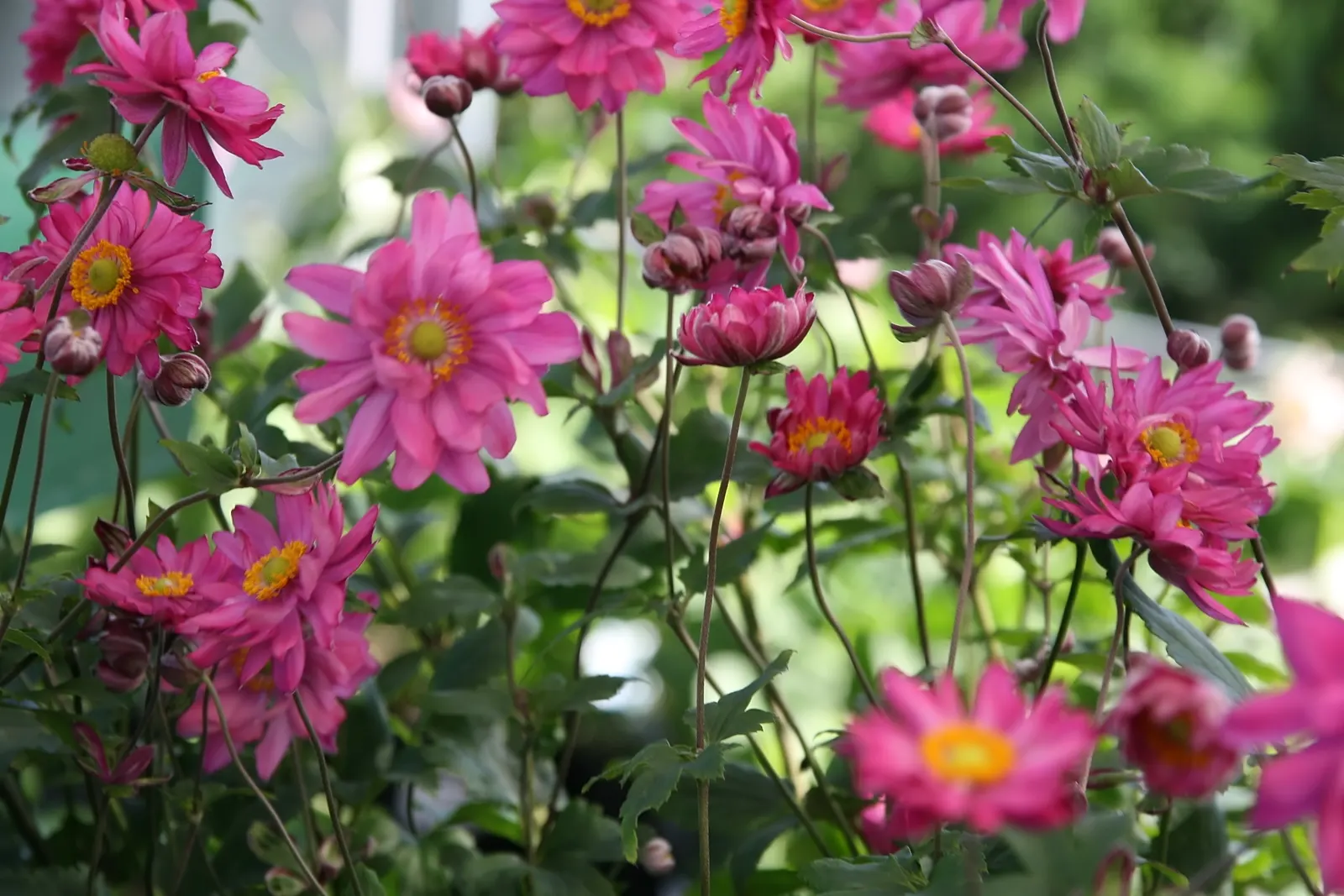Japanese Anemone (Anemone Japonica) — Ideal for borders, it offers late-season charm and attracts pollinators; which can add a dynamic contrast, image 108