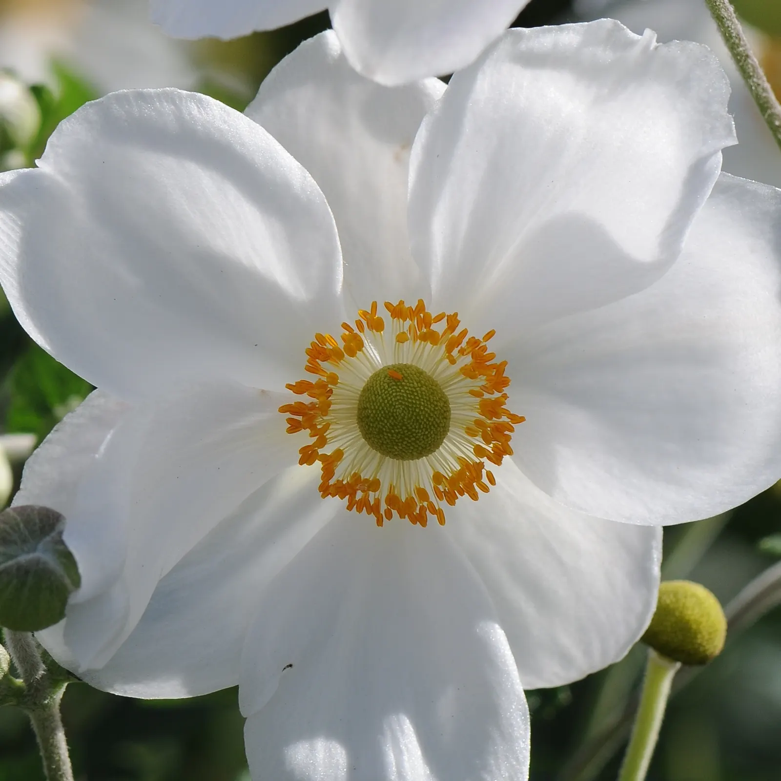 Japanese Anemone (Anemone Japonica) — The Japanese Anemone, or Anemone hupehensis var; the Japanese Anemone (Anemone hupehensis var