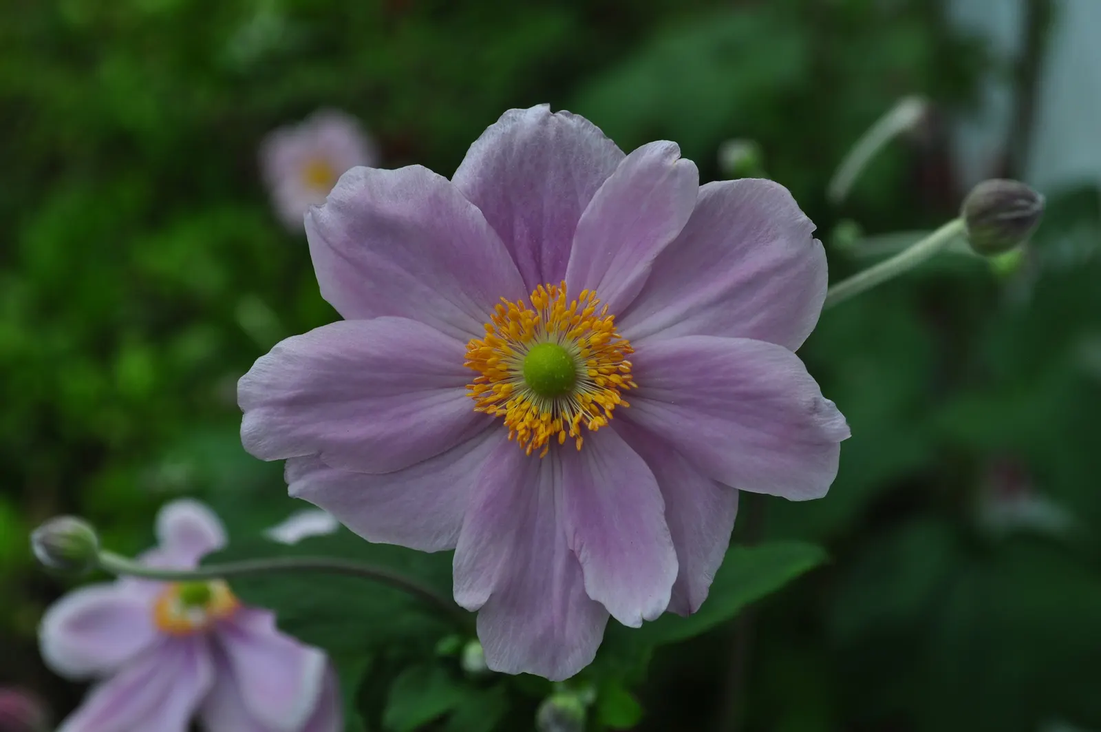 Japanese Anemone (Anemone Japonica) — the Japanese Anemone is a steadfast choice for a serene and inviting garden aesthetic; ideal for borders, it, image 162