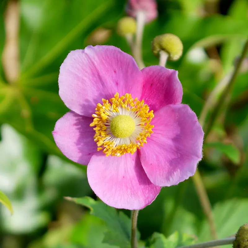 Japanese Anemone (Anemone Japonica) — the Japanese Anemone is a steadfast choice for a serene and inviting garden aesthetic; ideal for borders, it, image 195