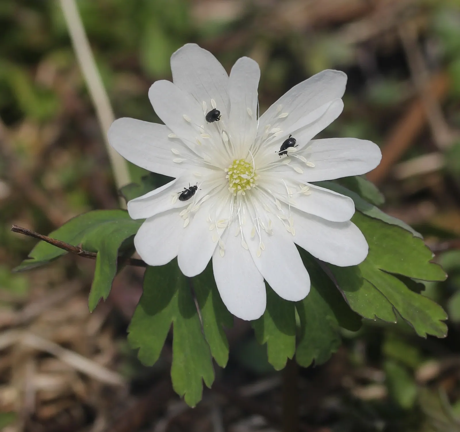Japanese Anemone (Anemone Japonica) — japonica) graces gardens with its elegant