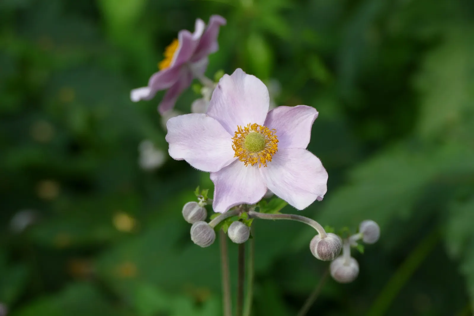 Japanese Anemone (Anemone Japonica) — Regular watering is necessary; blue and multi-colored and pink and white flowers in the garden, image 151