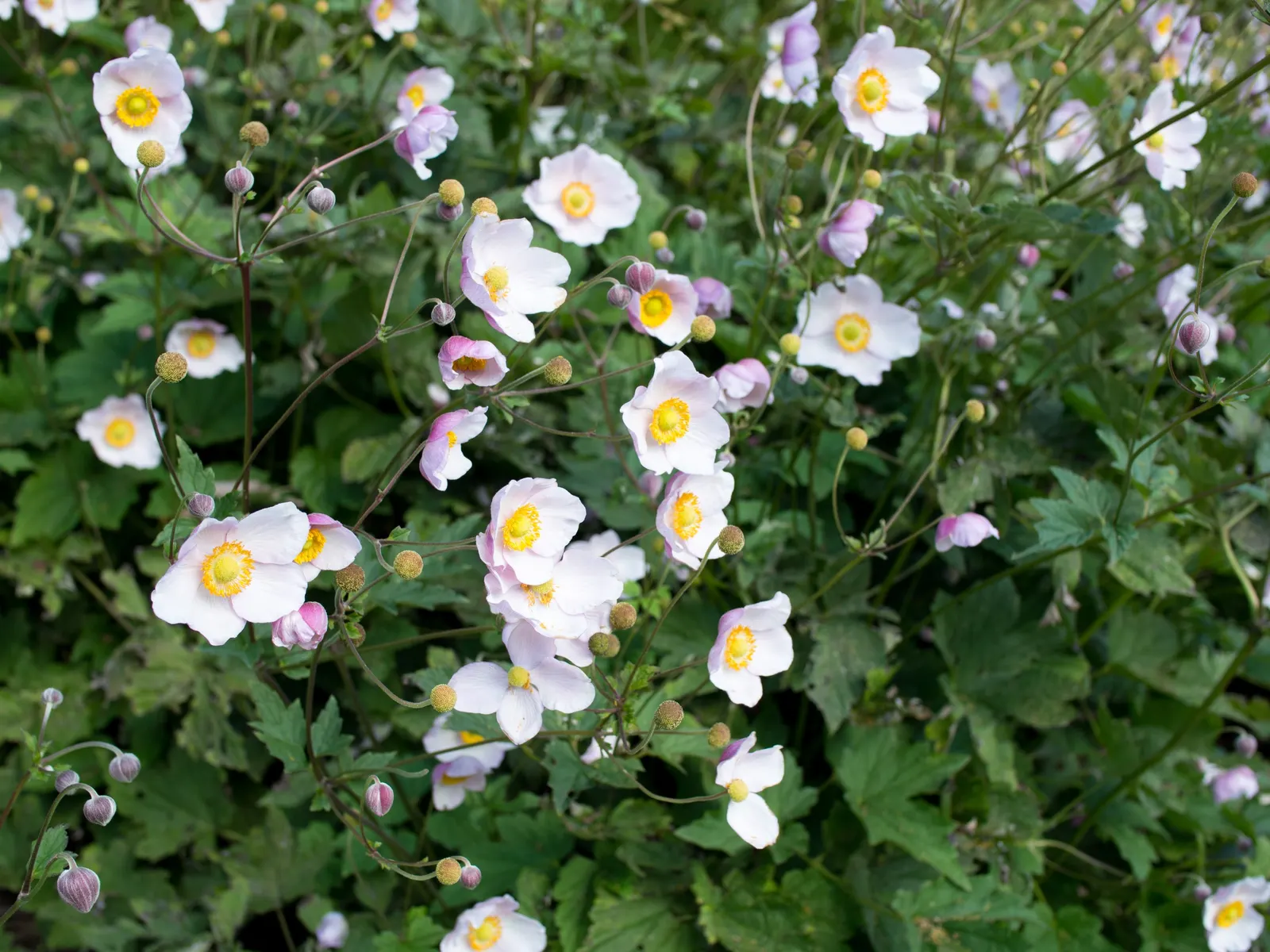 Japanese Anemone (Anemone Japonica) — this perennial's height ranges from 2 to 4 feet