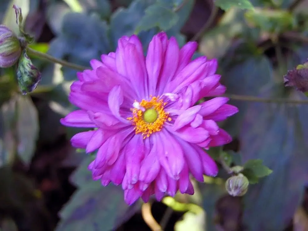 Japanese Anemone (Anemone Japonica) — the Japanese Anemone flourishes in partial shade; however; the Japanese Anemone, or Anemone hupehensis var, image 115
