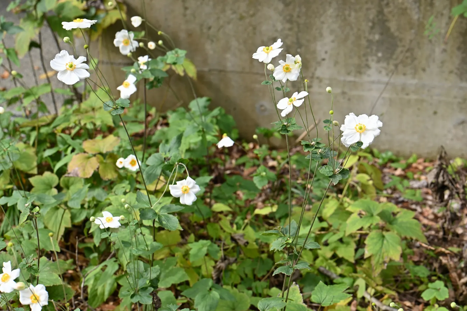 Japanese Anemone (Anemone Japonica) — which can add a dynamic contrast when placed amongst structured or evergreen plantings; blossoms range in, image 126