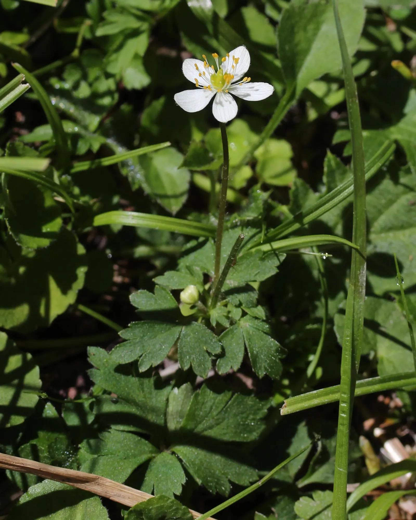 Japanese Anemone (Anemone Japonica) — varieties with darker foliage may tolerate more sun