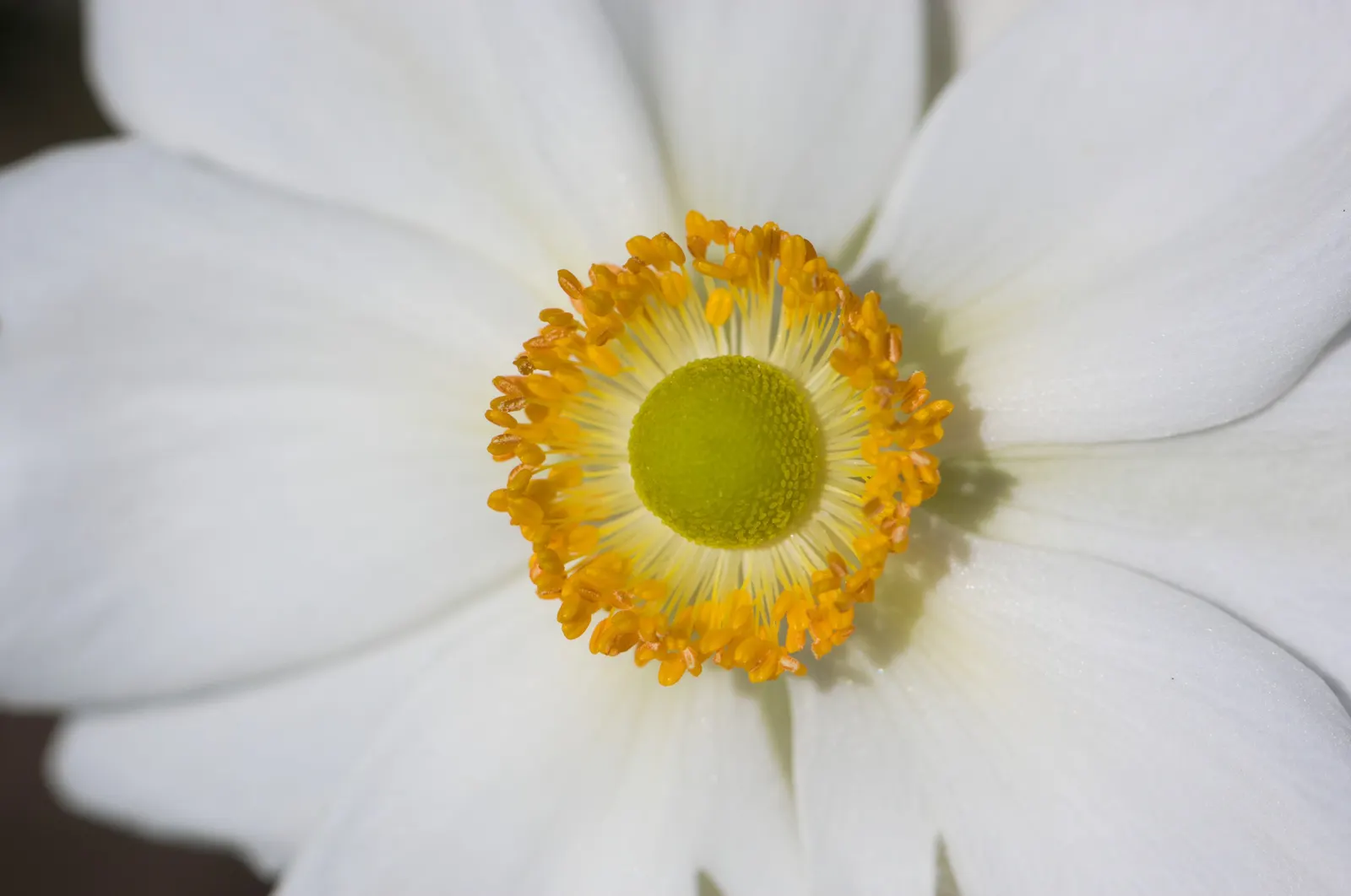 Japanese Anemone (Anemone Japonica) — reaching heights of 24 to 36 inches; <br><br>When designing with this plant, image 169