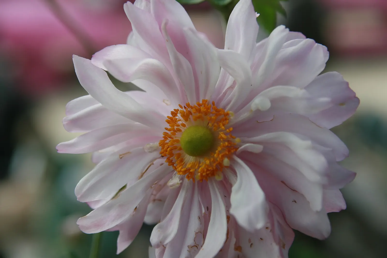 Japanese Anemone (Anemone Japonica) — which can add a dynamic contrast when placed amongst structured or evergreen plantings; blossoms range in, image 192