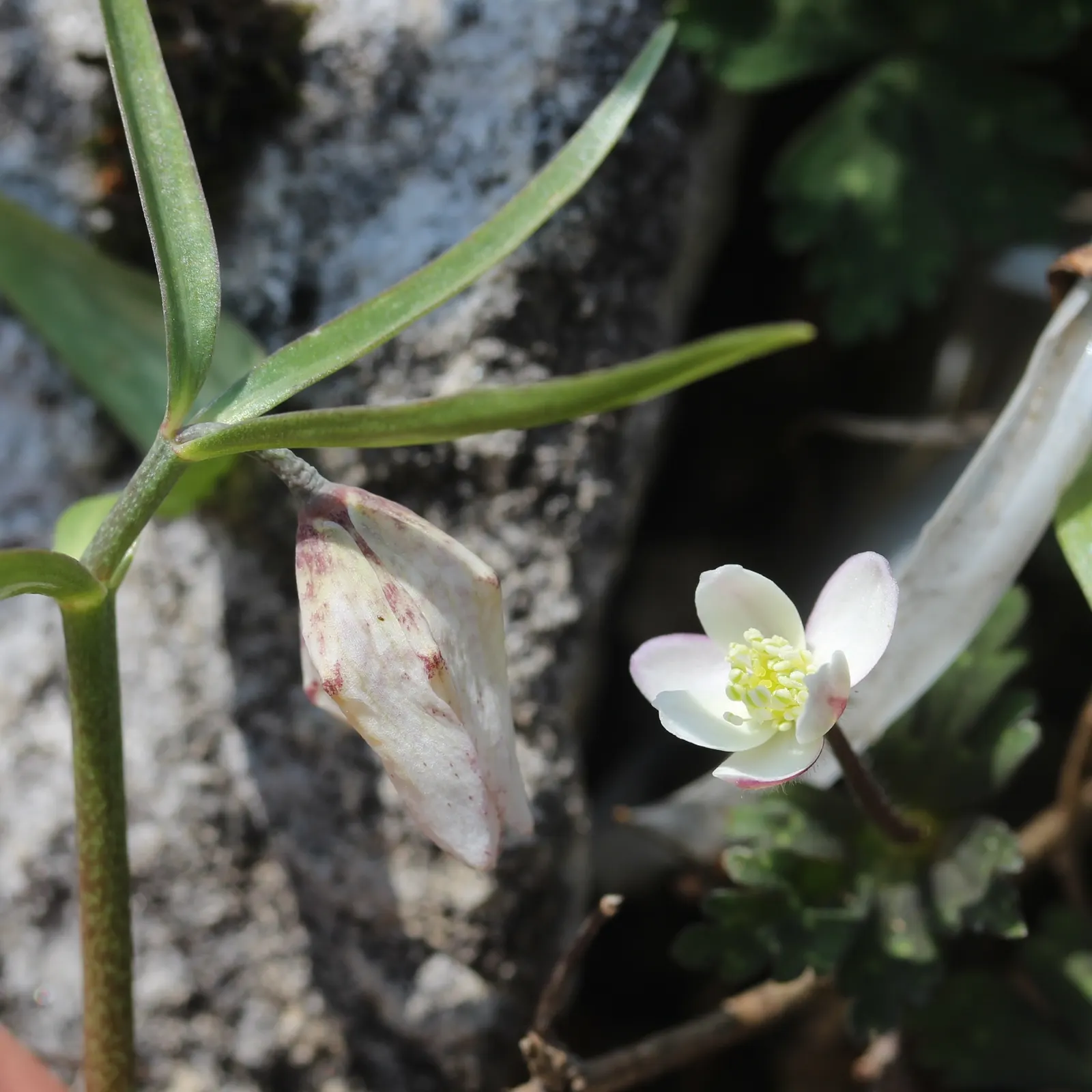 Japanese Anemone (Anemone Japonica) — Its clumping habit and lack of invasiveness render it a courteous neighbor within the garden tapestry, image 127