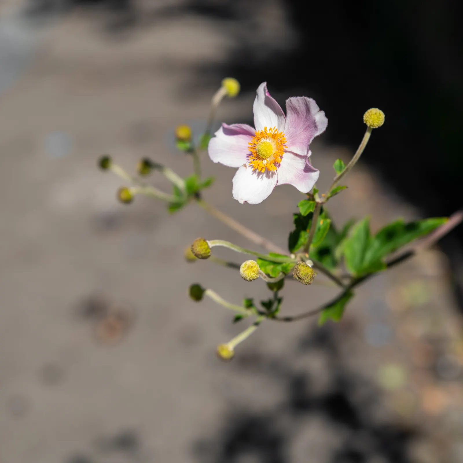 Japanese Anemone (Anemone Japonica) — perennial with blue and multi-colored and pink and white blooms; the Anemone japonica is somewhat deer, image 98