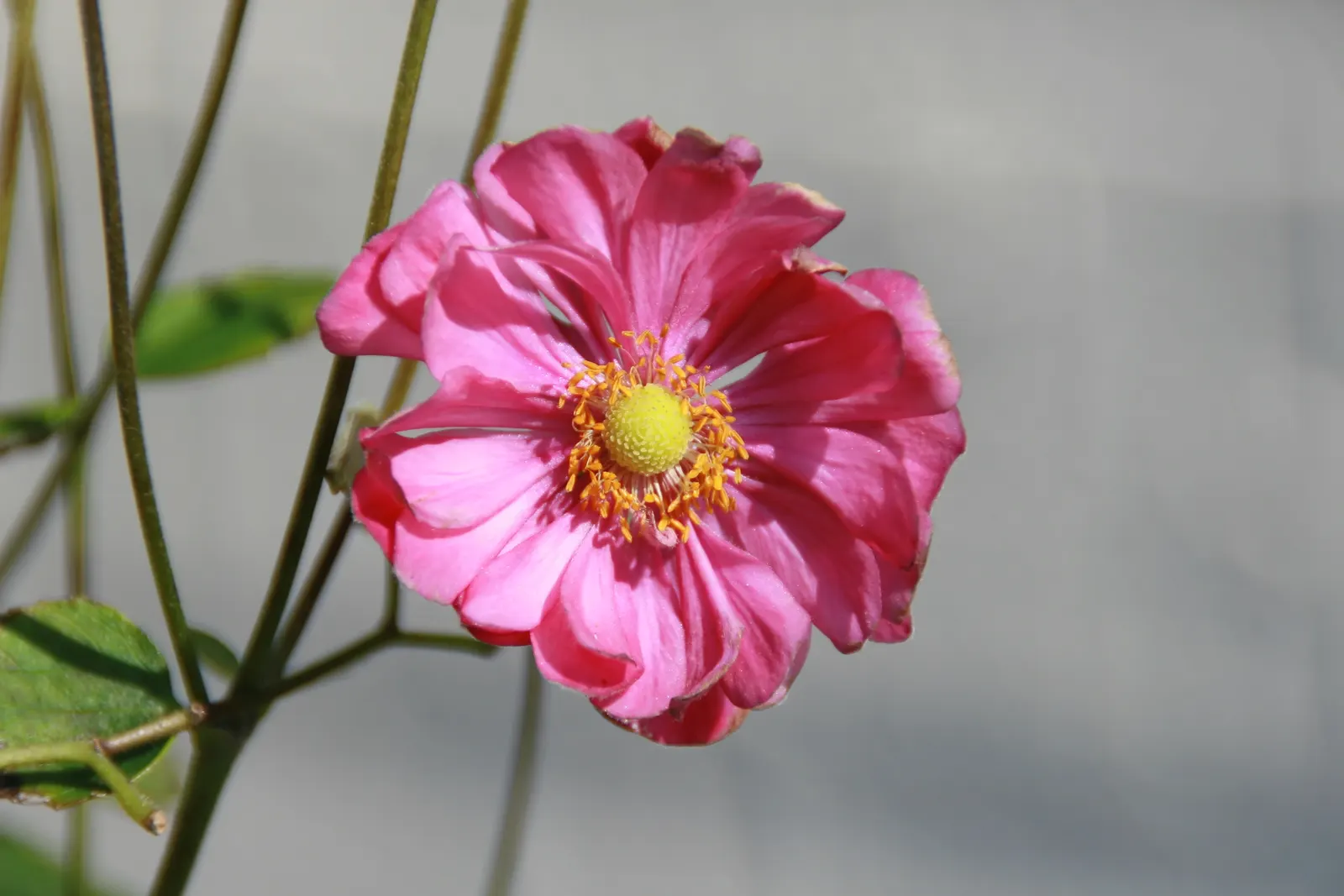 Japanese Anemone (Anemone Japonica) — saucer-shaped flowers that dance atop slender stems