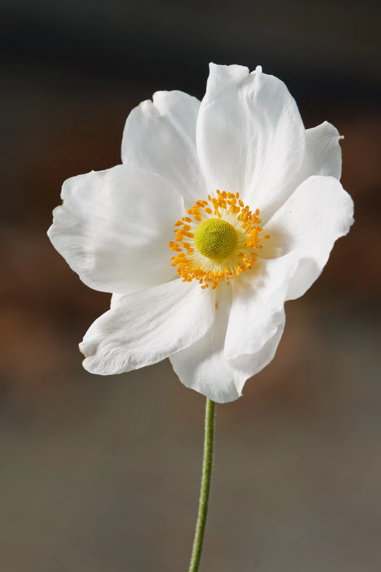 Japanese Anemone (Anemone Japonica) — aside from deadheading to encourage additional blooms; japonica) graces gardens with its elegant, image 128