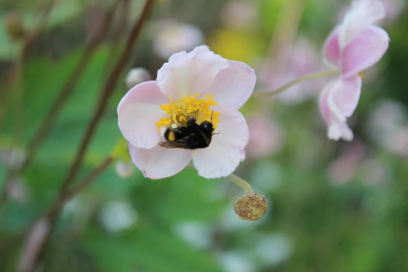 Japanese Anemone (Anemone Japonica) — japonica) graces gardens with its elegant; presents a captivating display of simple yet elegant beauty in the landscape