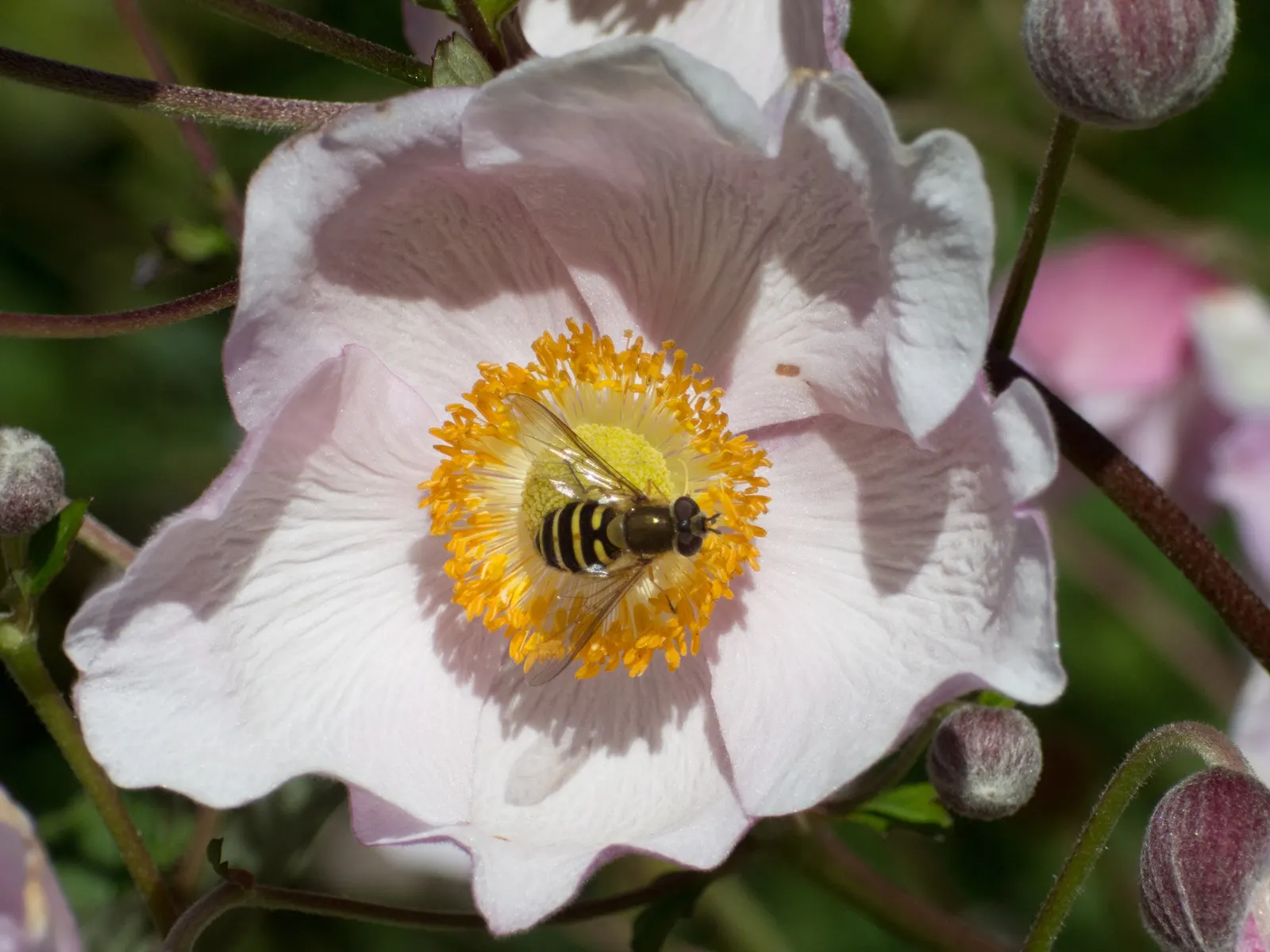Japanese Anemone (Anemone Japonica) — saucer-shaped blooms atop wiry stems; provided the soil remains consistently moist, image 69
