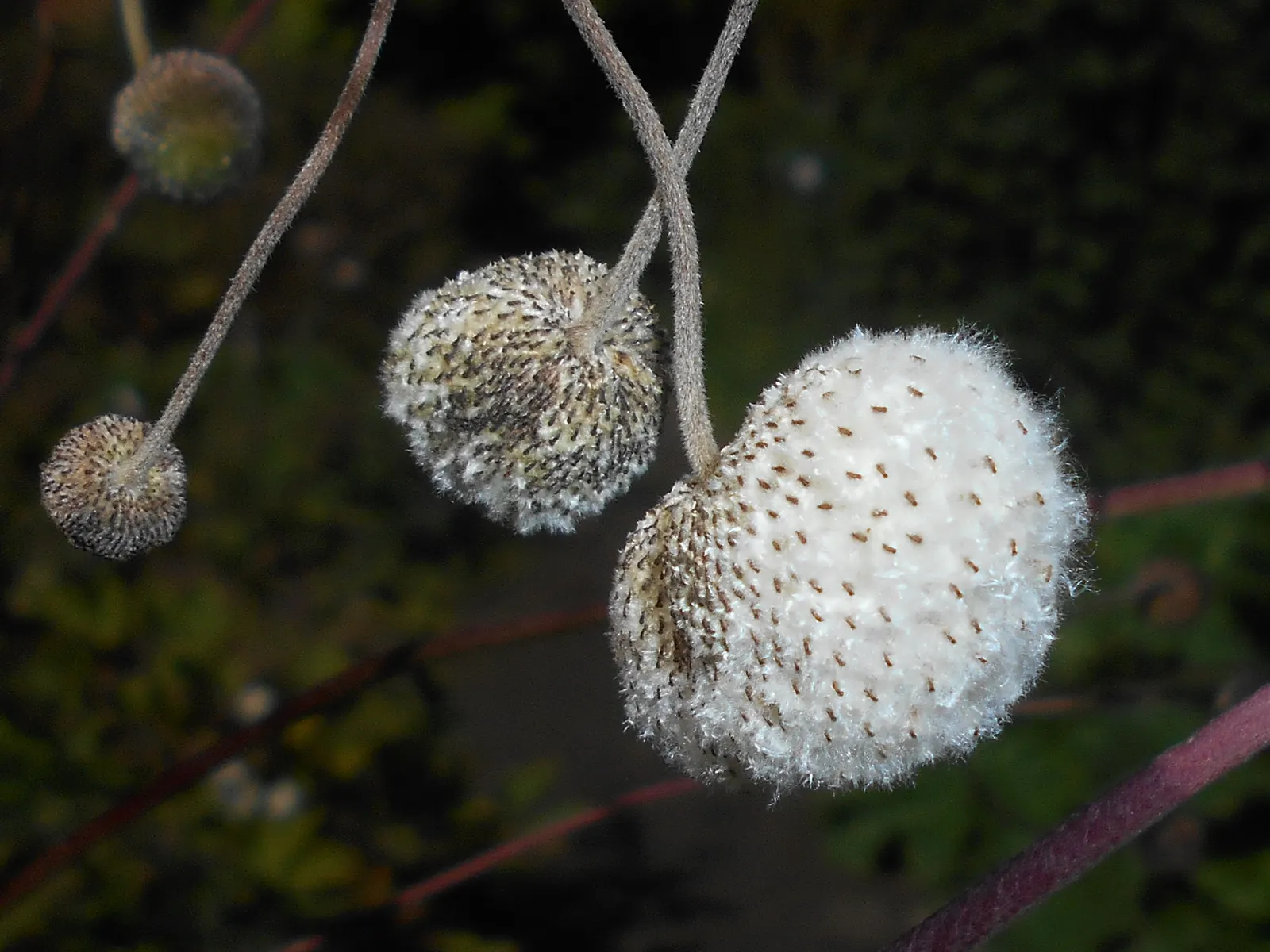Japanese Anemone (Anemone Japonica) — provided the soil remains consistently moist; making it a practical selection for areas where deer browsing, image 150