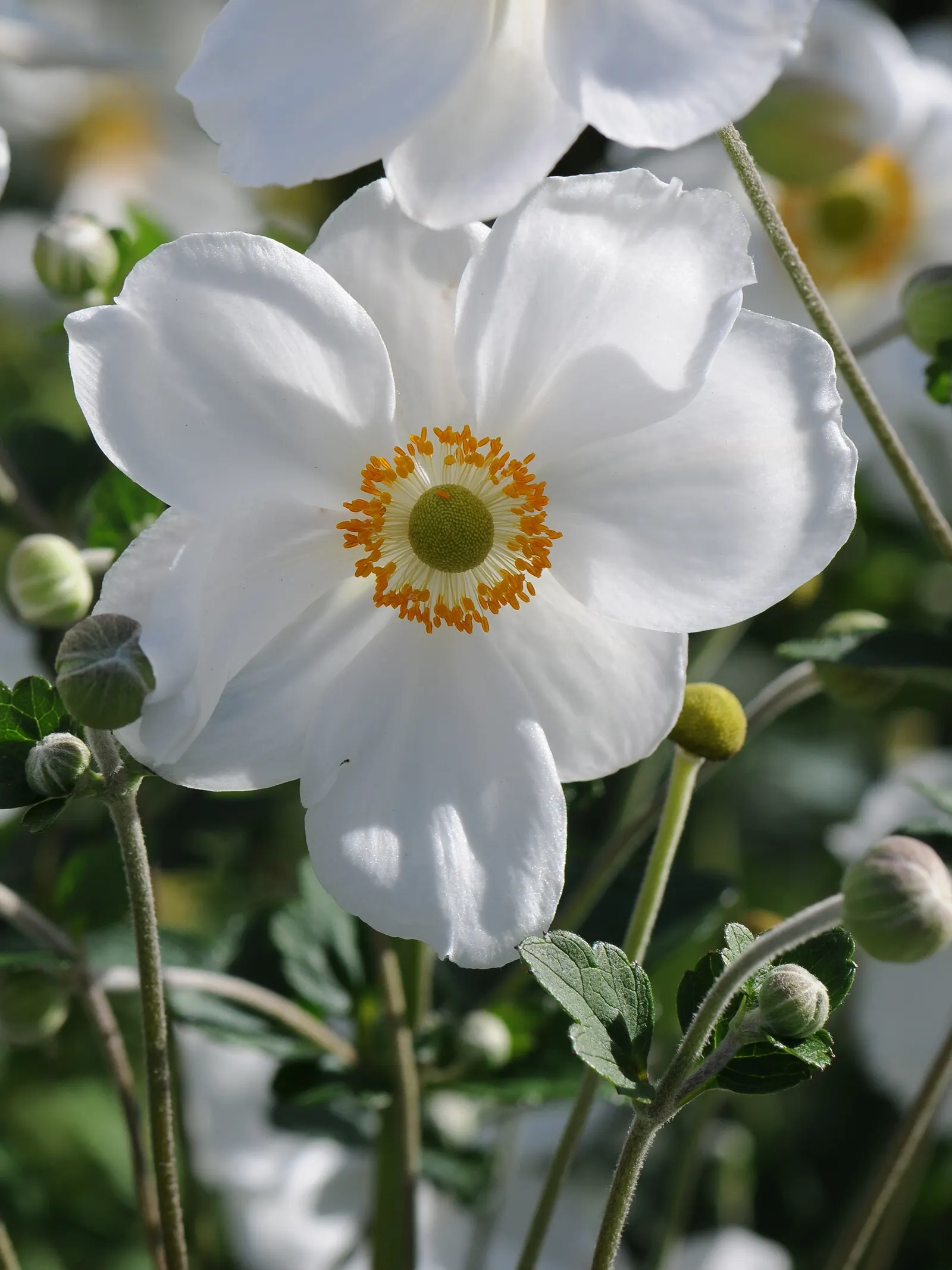Japanese Anemone (Anemone Japonica) — Flowering from late summer into fall