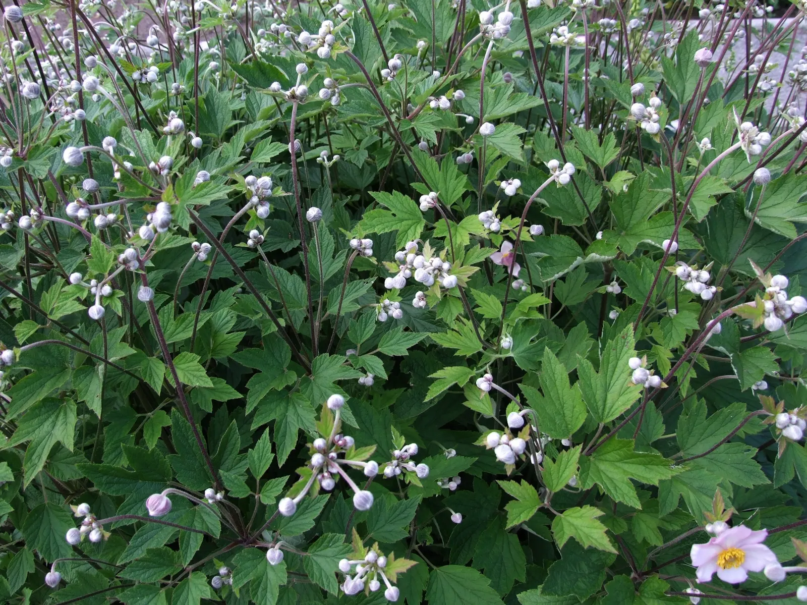 Japanese Anemone (Anemone Japonica) — with approximately 1 inch per week to sustain its vital appearance; flowering from late summer into fall, image 119