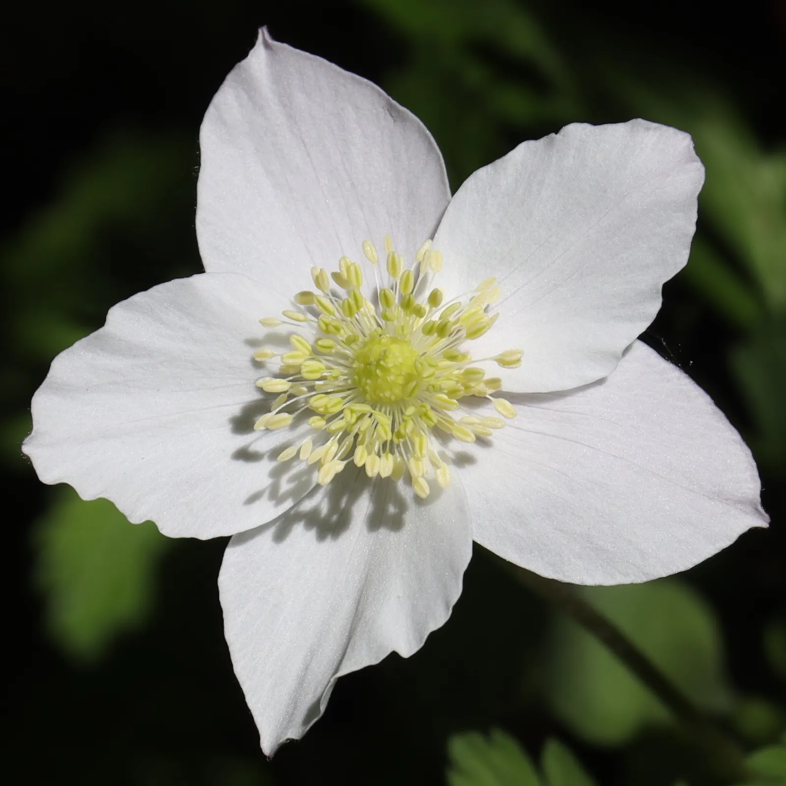 Japanese Anemone (Anemone Japonica) — reaching heights of 24 to 36 inches; <br><br>When designing with this plant, image 70