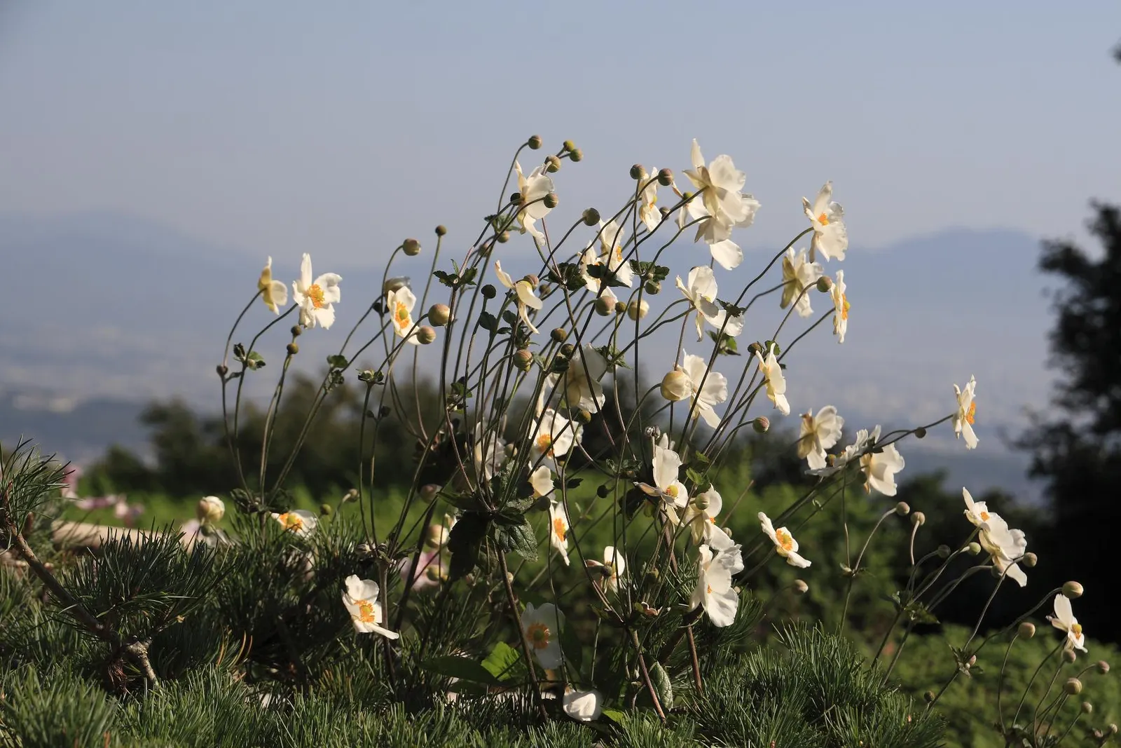 Japanese Anemone (Anemone Japonica) — with yellow stamens that attract pollinators to the garden; regular watering is necessary, image 187