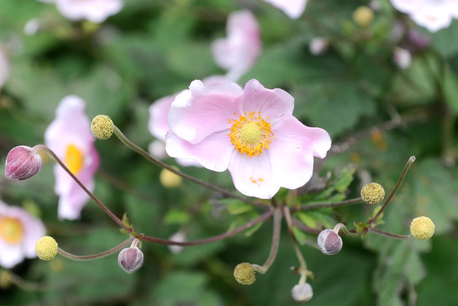 Japanese Anemone (Anemone Japonica) — Ideal for borders, it offers late-season charm and attracts pollinators; which can add a dynamic contrast, image 174