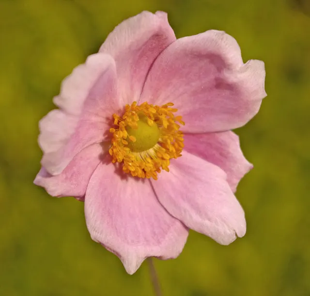 Japanese Anemone (Anemone Japonica) — provided the soil remains consistently moist; making it a practical selection for areas where deer browsing, image 117