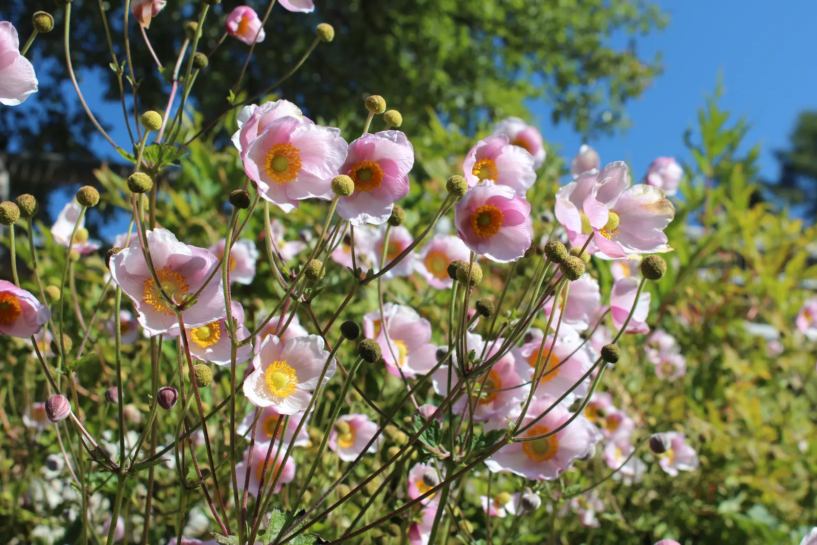 Japanese Anemone (Anemone Japonica) — <br><br>When designing with this plant; complemented by dark green, image 124