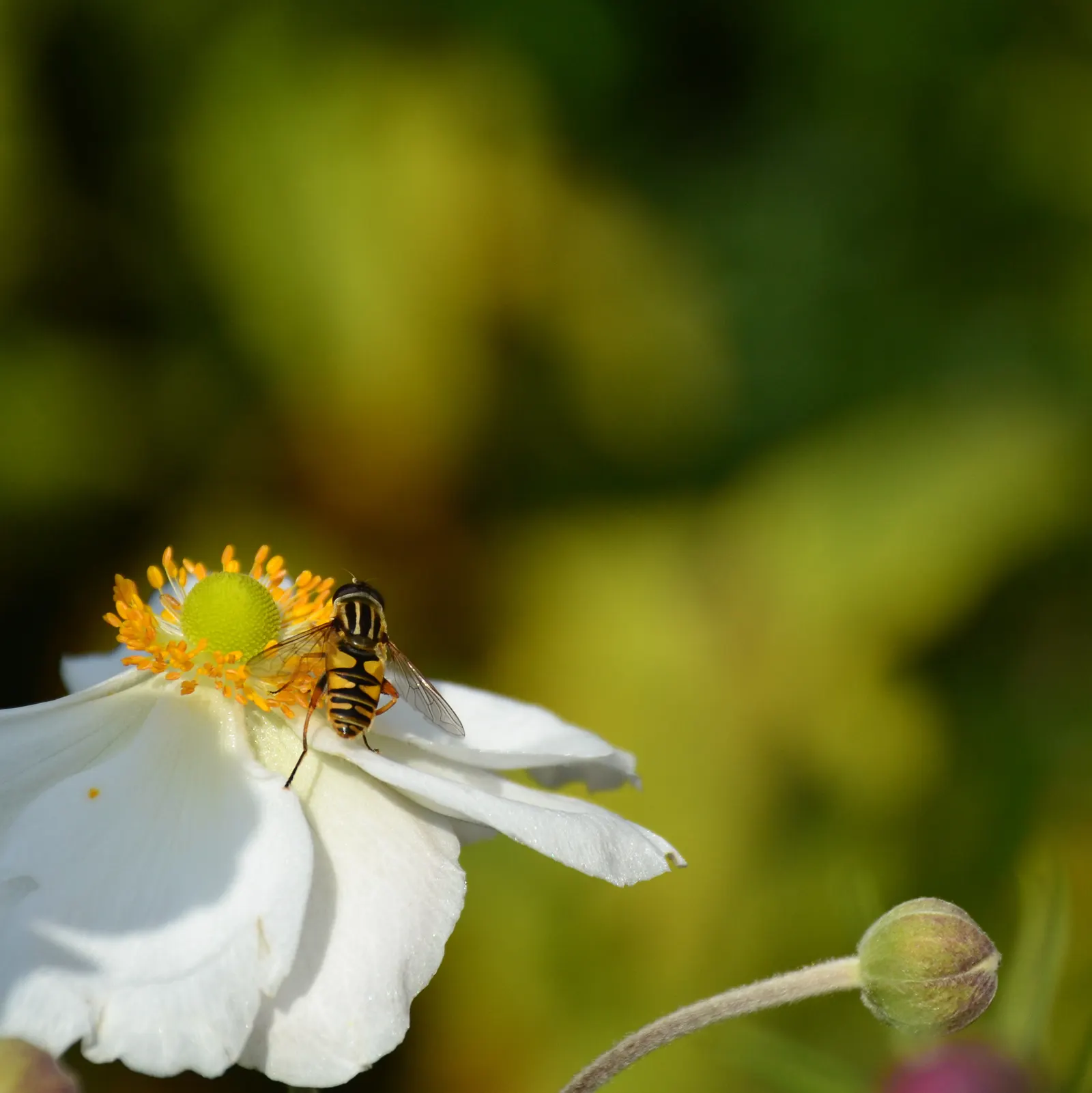 Japanese Anemone (Anemone Japonica) — while achieving a spread of 1.5 to 2.5 feet at maturity