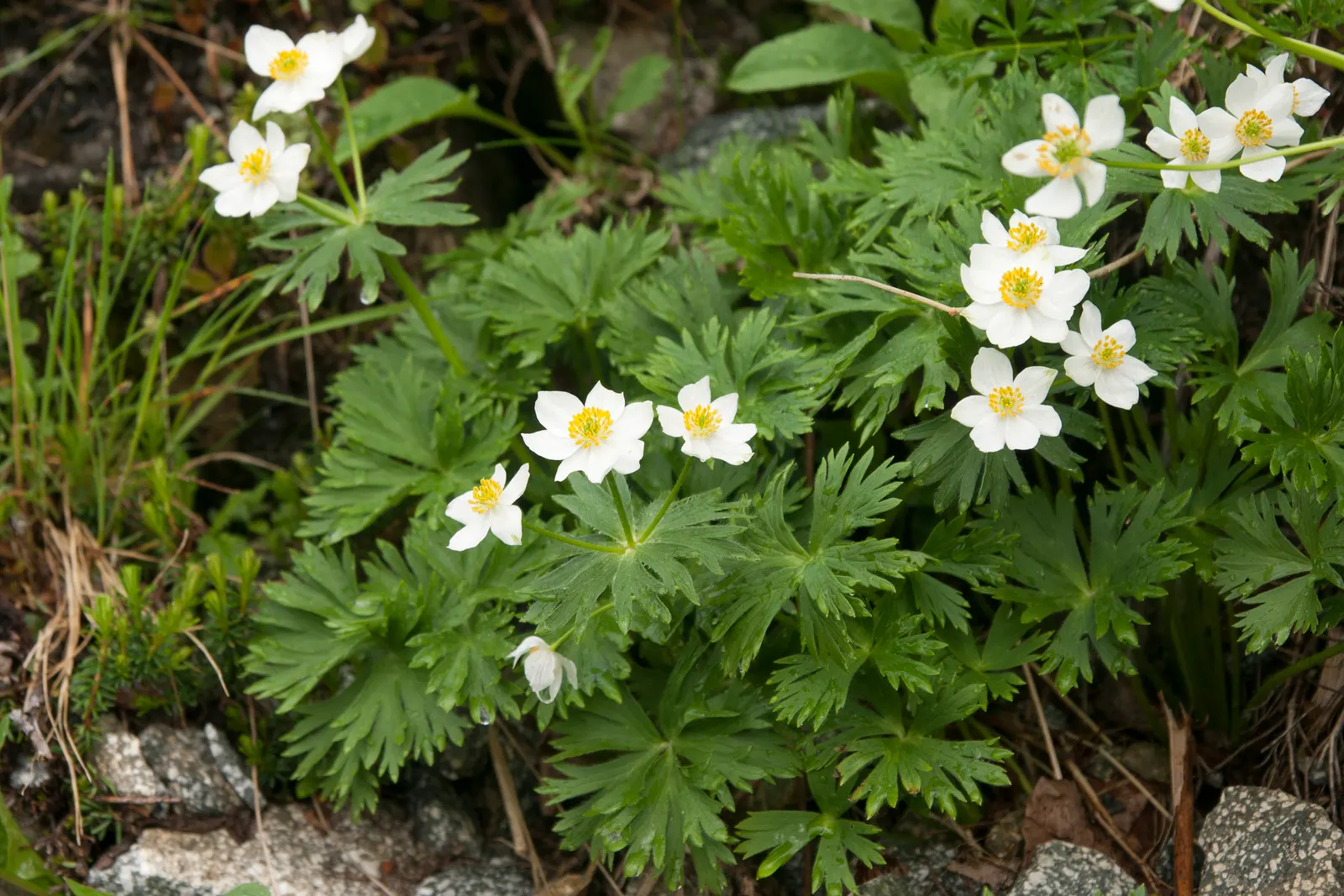 Japanese Anemone (Anemone Japonica) — saucer-shaped blooms atop wiry stems; provided the soil remains consistently moist, image 168